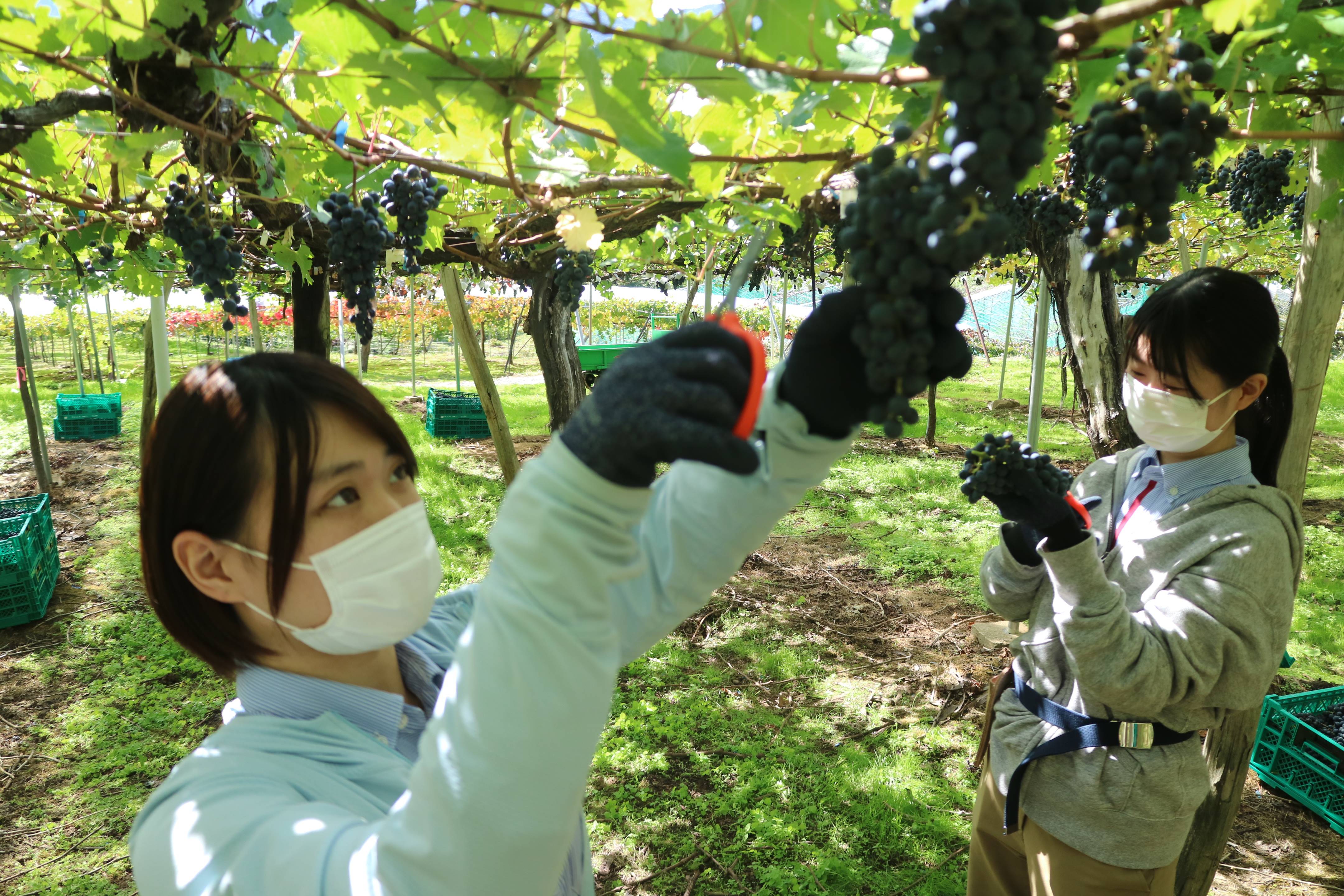 ワイン用ブドウの収穫始まる 山形県上山市 - 産経ニュース