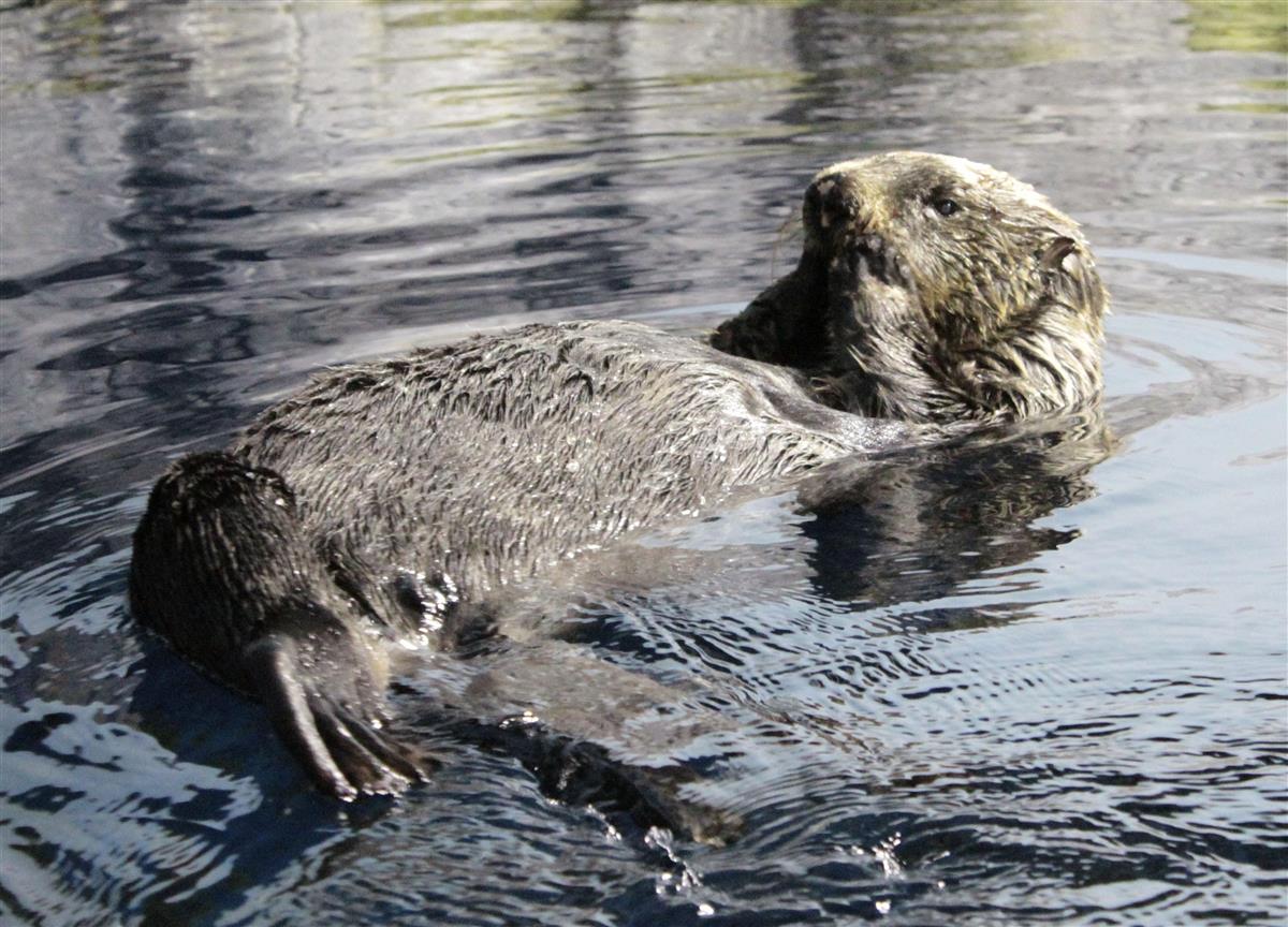 国内最高齢のラッコ死ぬ 石川の水族館 １００歳に相当 産経ニュース