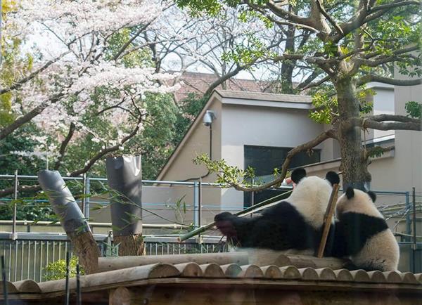 今日も上野動物園で「おはよう、シャンシャン」 ある会社員のパンダ愛