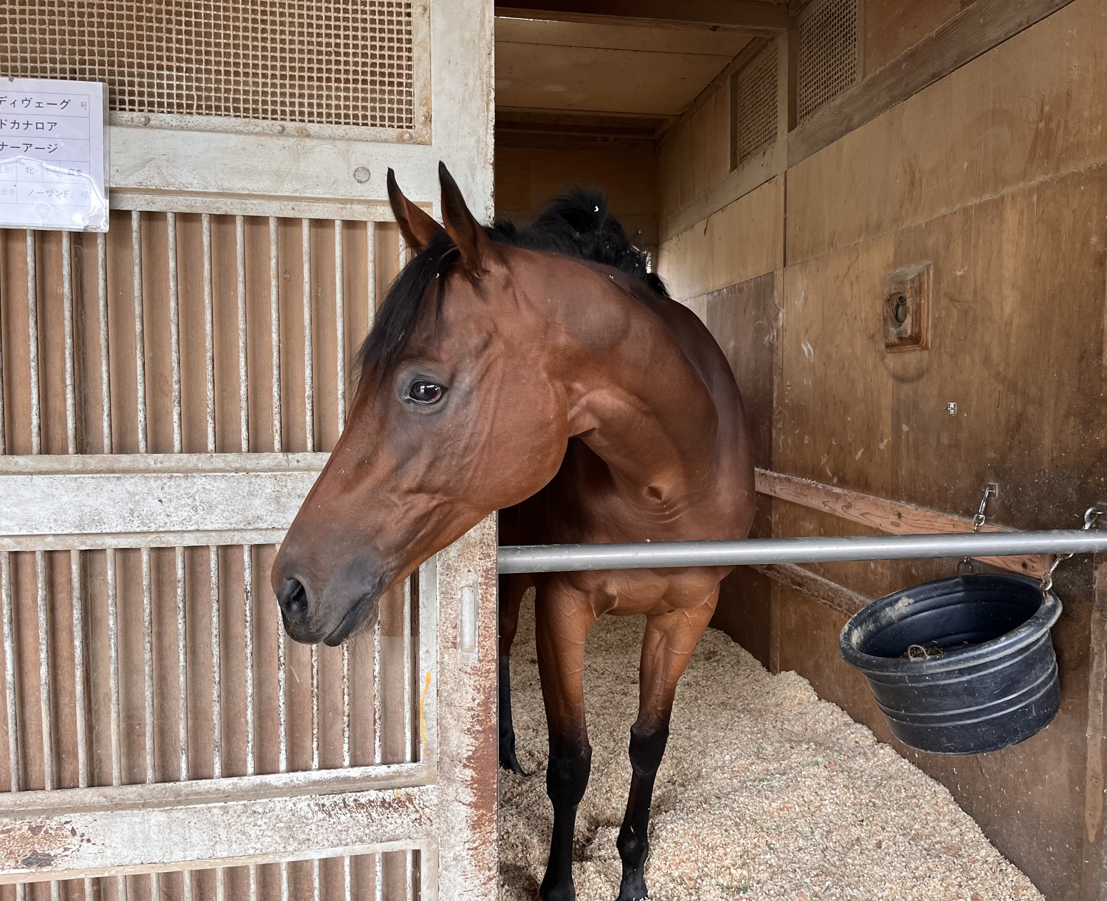 盗まれた馬 桜至郎の競馬こばなし 縦〝桜〟無尽】集大成の秋を迎えるブレイディ