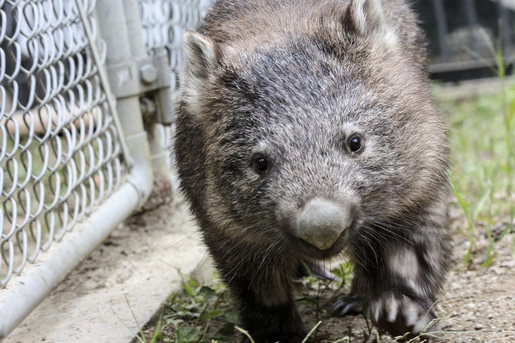 動物園のウォンバット死ぬ 大阪 池田 国内で６匹に 産経ニュース
