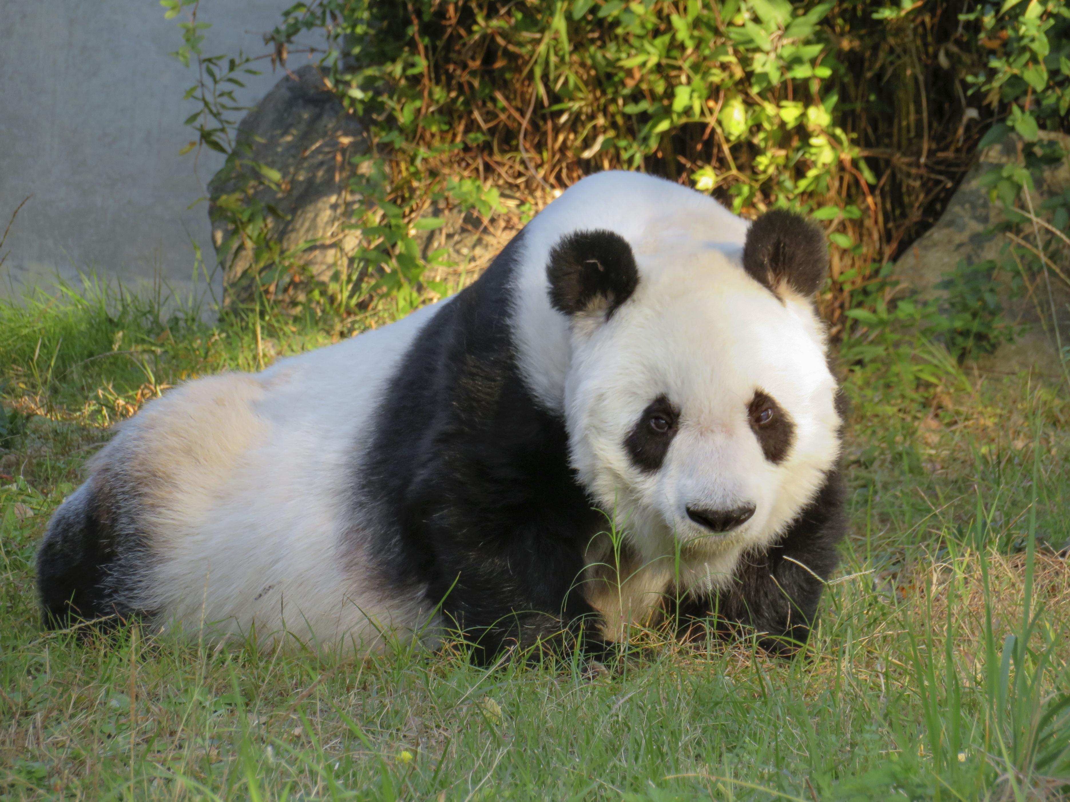 パンダの「タンタン」心臓疾患で中国返還１年延長 神戸市立王子動物園