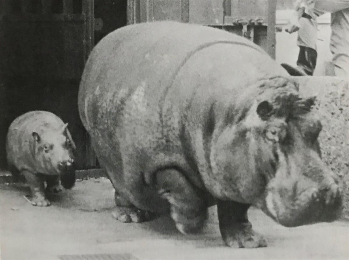 マッキーの動物園日記】まさに昭和のネーミングの2頭が築いたカバの