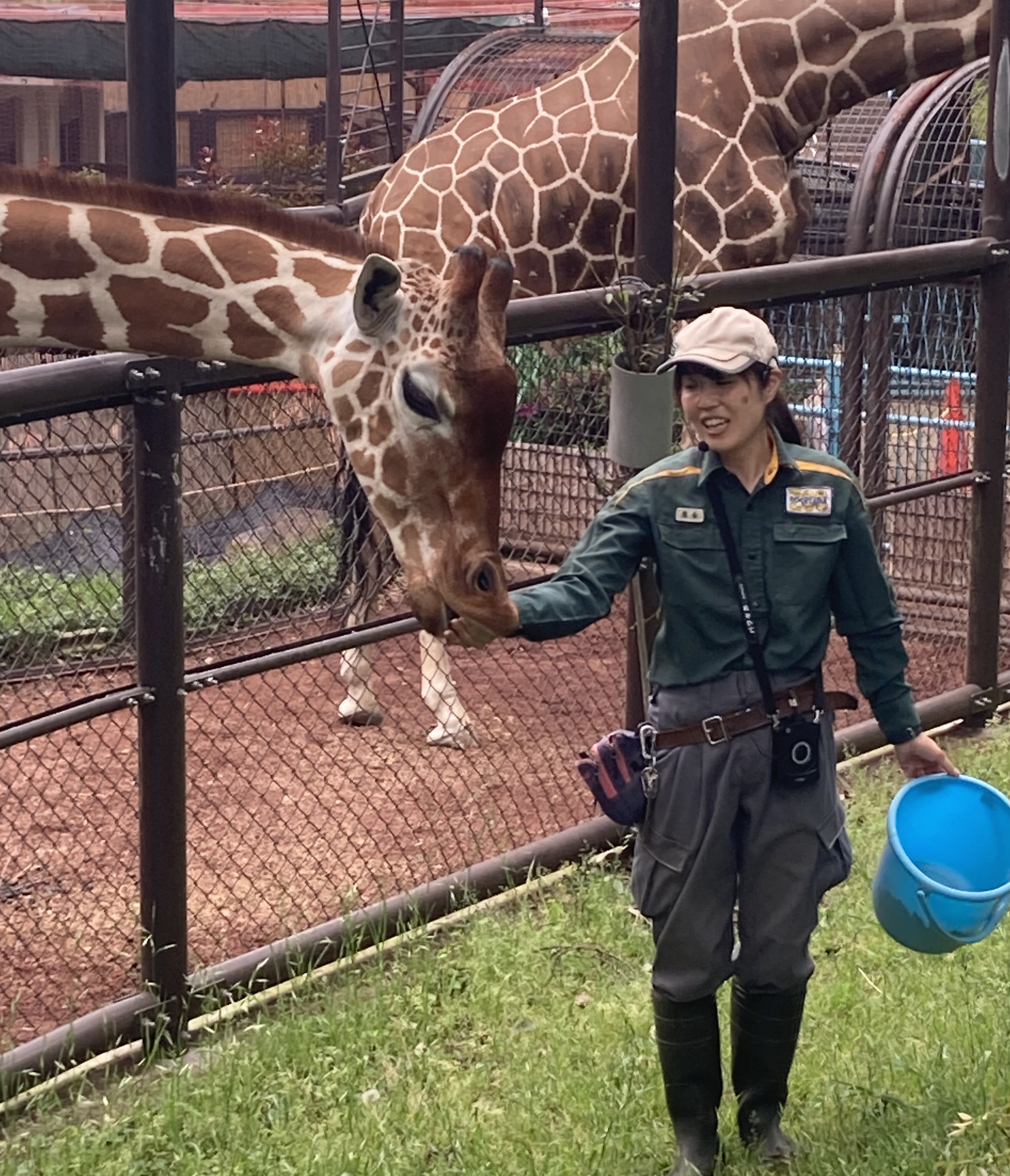 生き生きした姿を見せる」 野毛山動物園 キリン飼育担当 落合絵美さん
