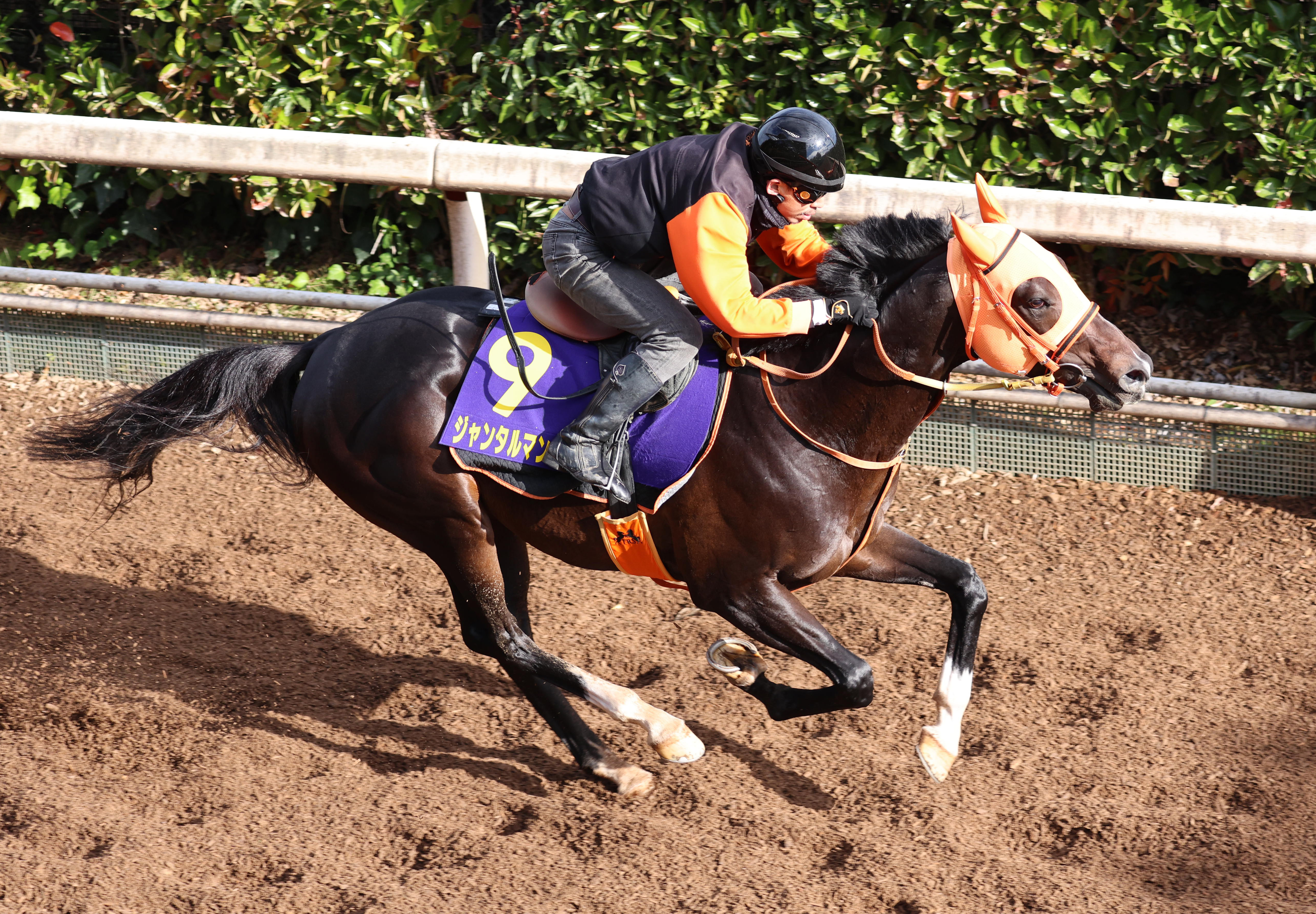 マイルCS 1週前追い切り】ジャンタルマンタル余裕たっぷりに登板 高野