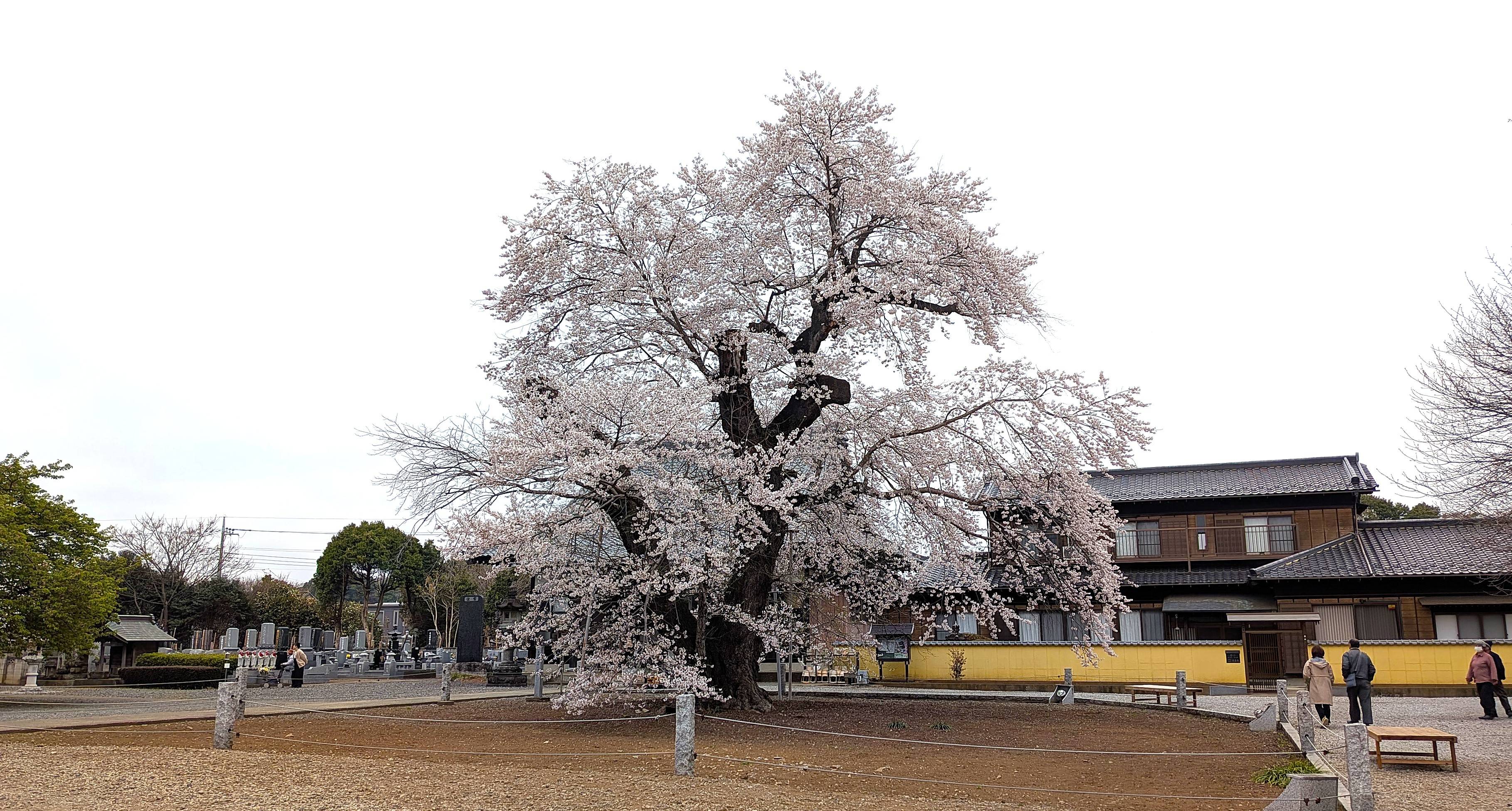 樹齢400年…エドヒガンザクラ満開に 茨城・坂東、18mの大樹彩る薄紅色の
