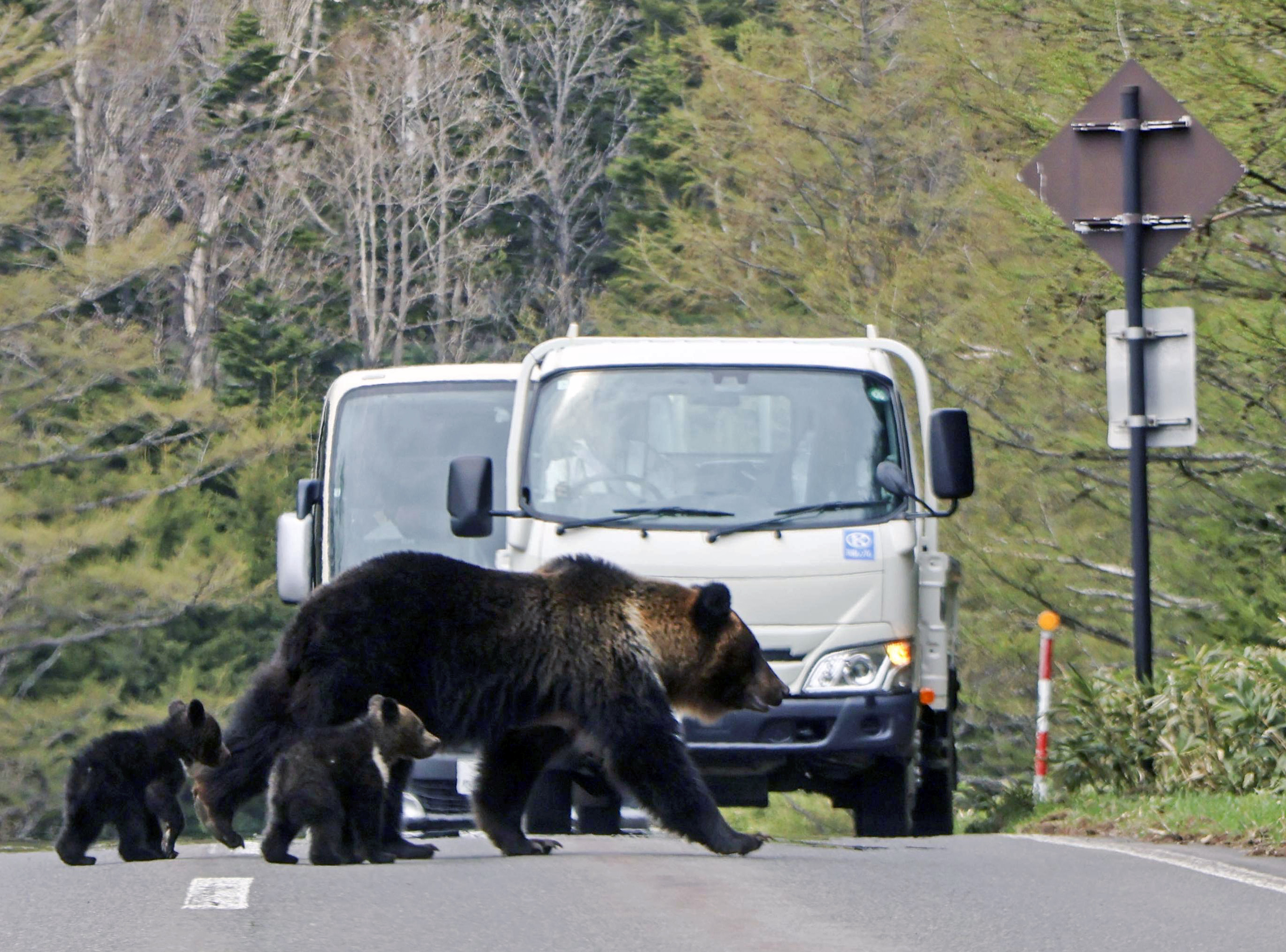 ヒグマ頭骨 標本　北海道　熊　最終値下げ ヒグマ頭骨 標本 北海道 熊 最終値下げ ヒグマ頭骨 標本 北海道 熊