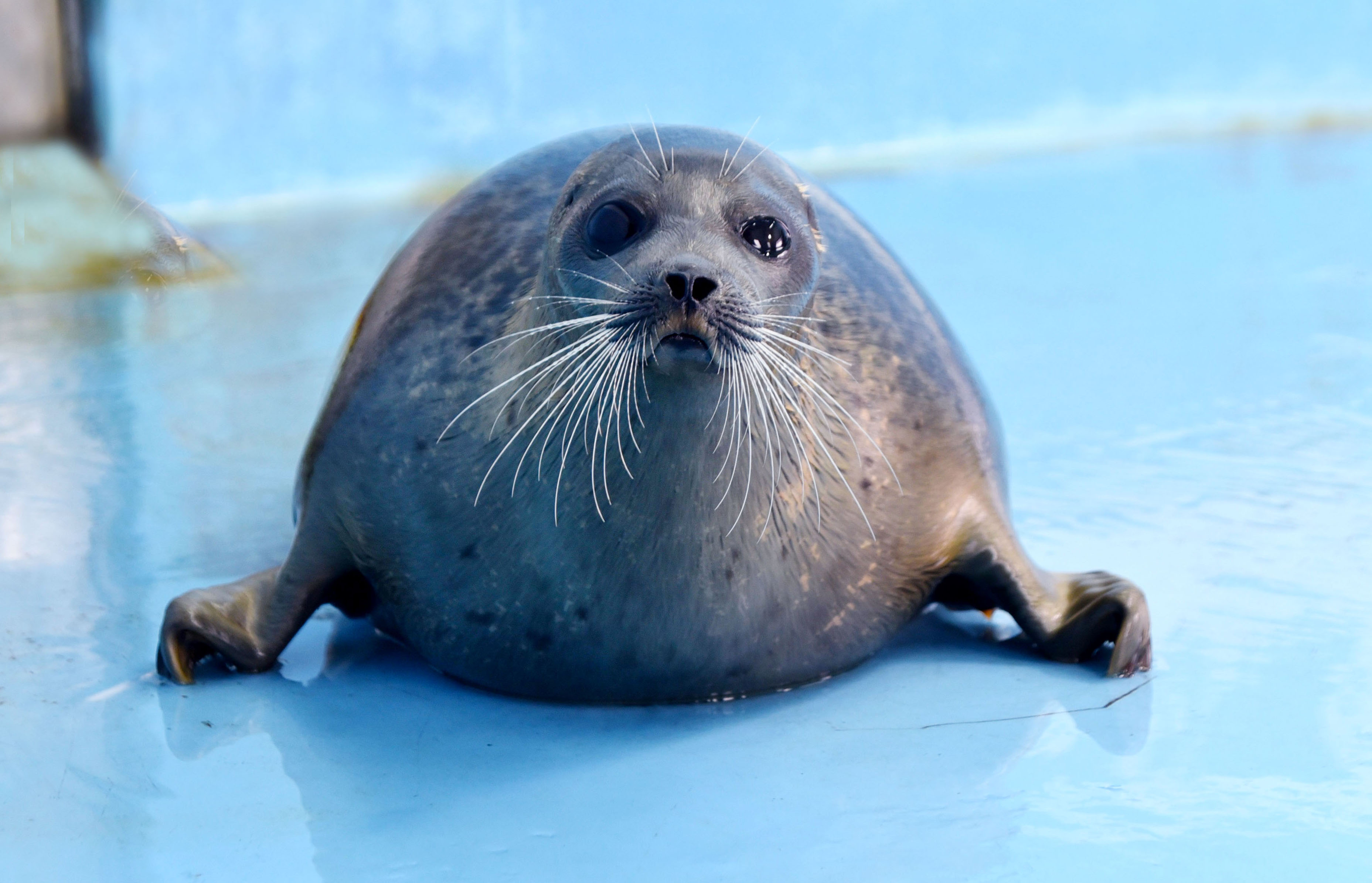 3歳のアザラシ「ミゾレ」死ぬ 日本初の完全人工哺育 北海道のおたる