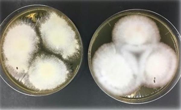 梅雨入りは 水虫 の季節 高齢者の白癬菌保有率高く 1 4ページ 産経ニュース