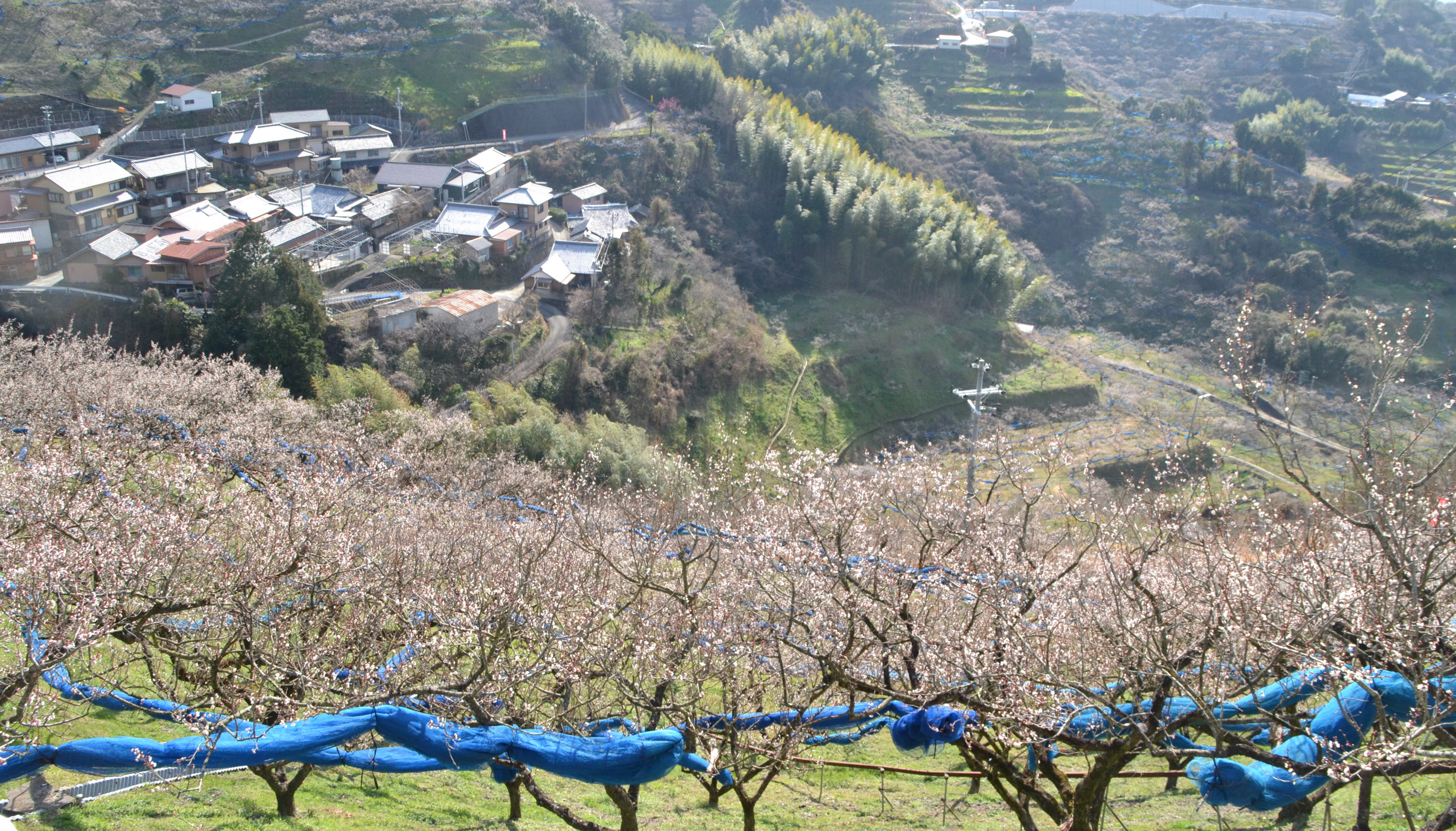 和歌山「南高梅」実の数が激減 暖冬影響か、収穫前に危機感 - 産経ニュース