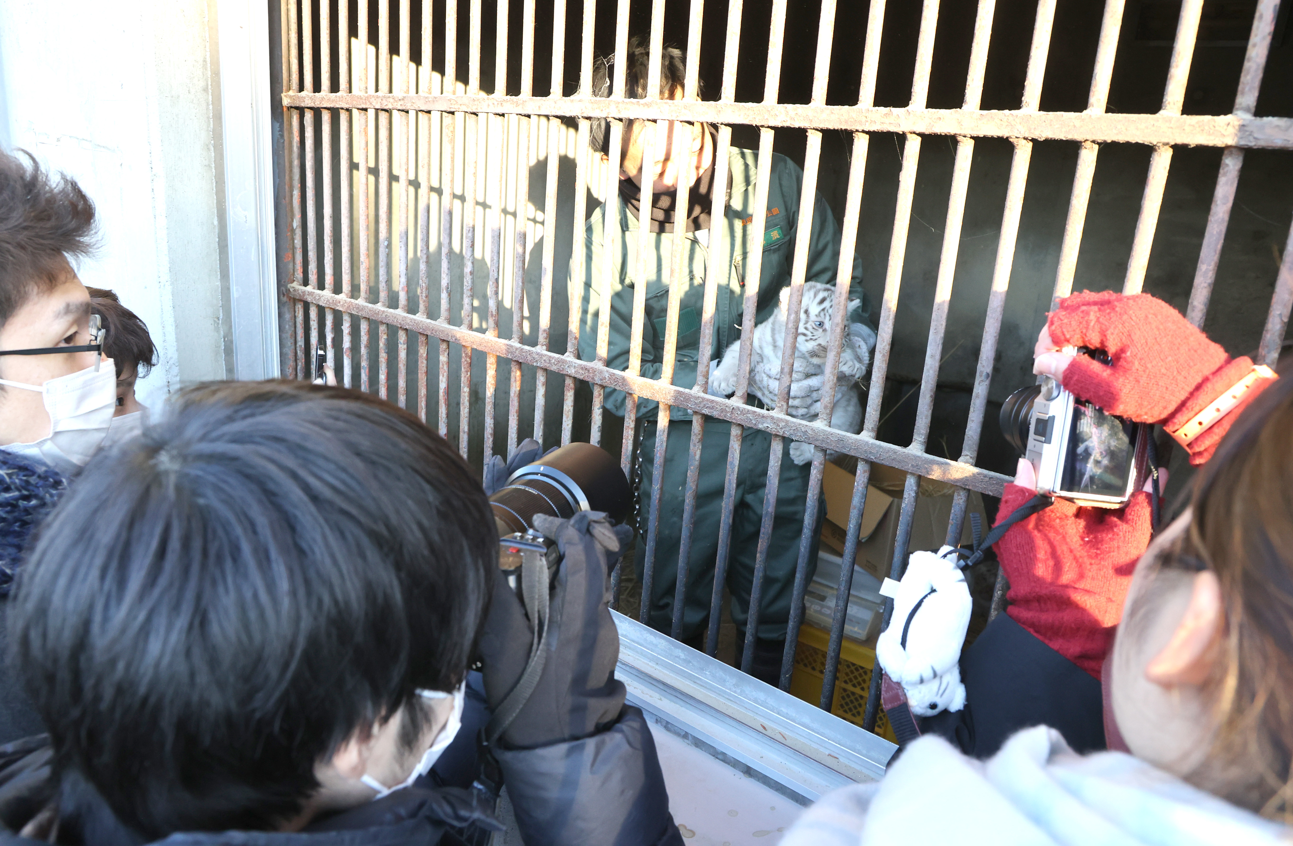 ホワイトタイガーの赤ちゃん2頭、母にくわえられてお散歩 埼玉・東武