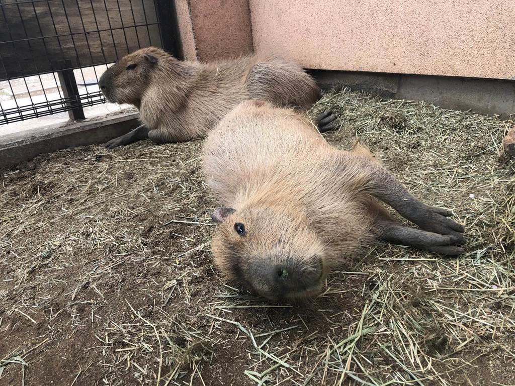 長野 須坂市動物園 飼育員日誌 カピバラの 風 春の日差しを浴びてごろごろ 産経ニュース