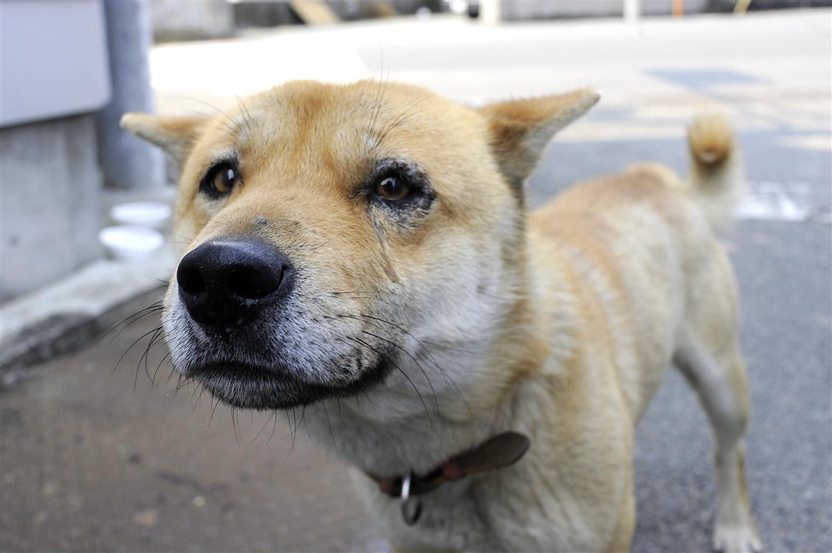 一聞百見】東日本大震災で残された犬猫たちを救う 元戦場カメラマンの 