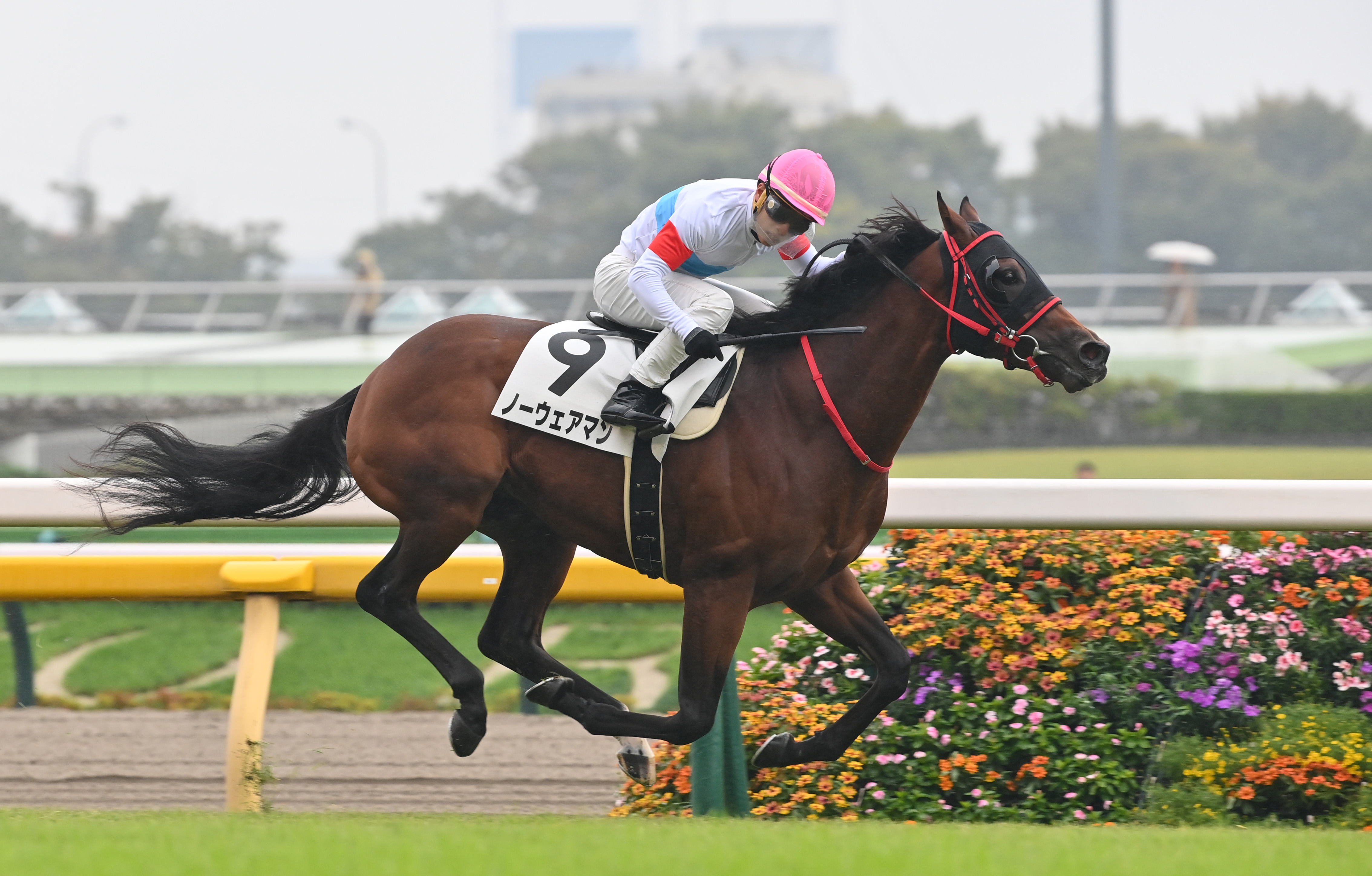 2歳次走報】ノーウェアマンは木幡巧也騎手でホープフルSへ - サンスポZBAT!