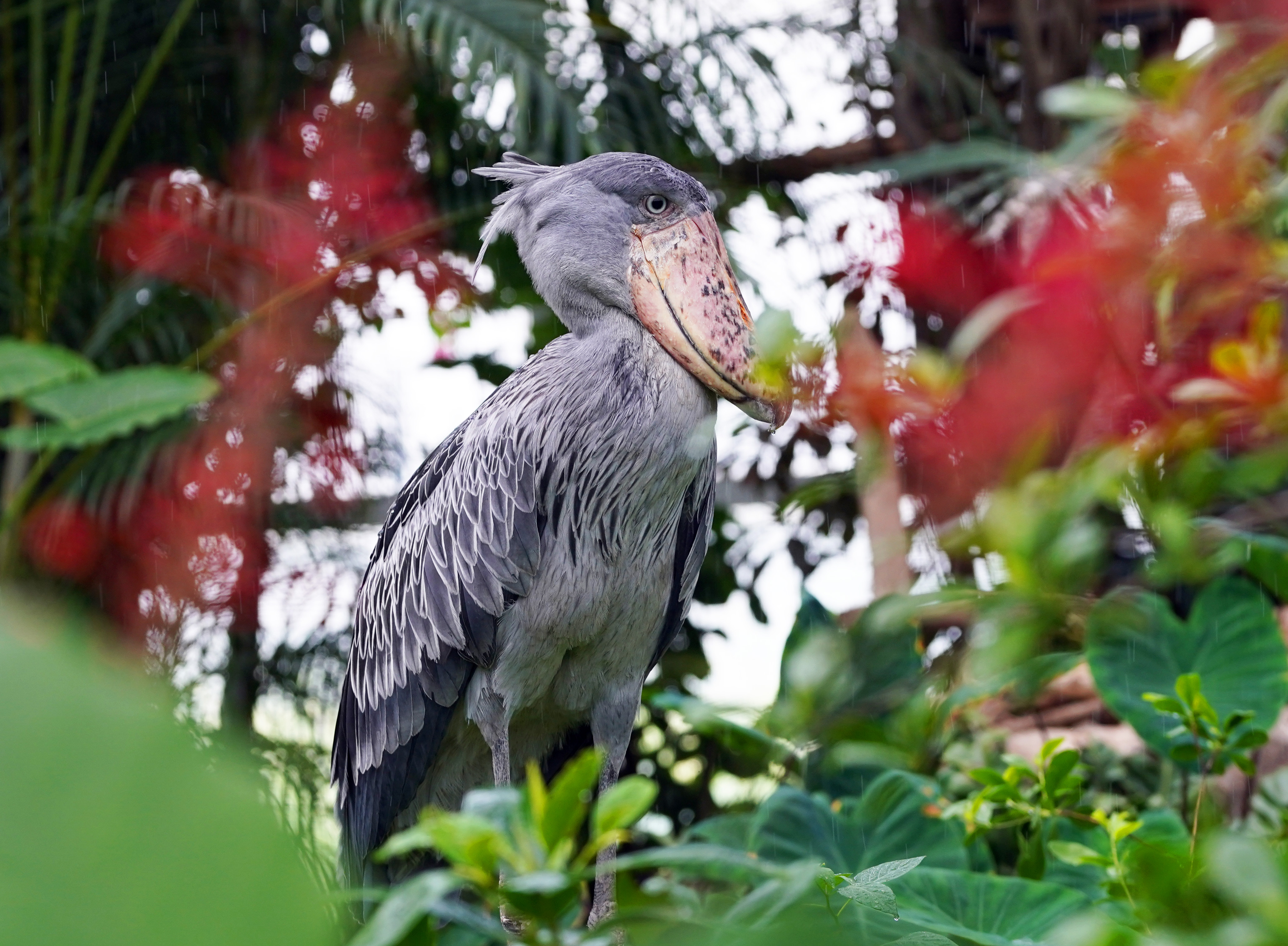 動かない怪鳥」国内初繁殖への挑戦 神戸の動植物園、行動調査や