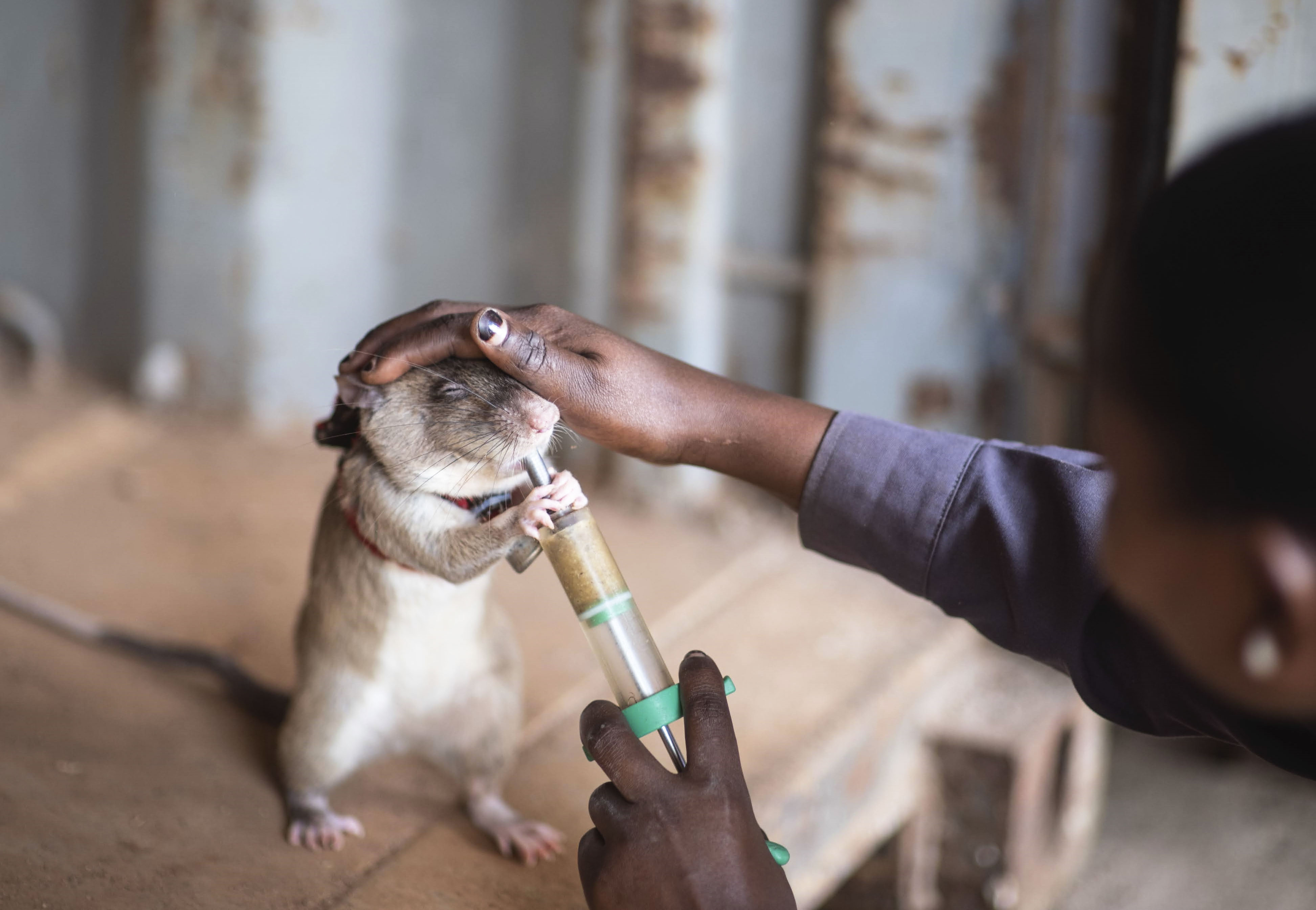 密輸の象牙など探知へネズミを訓練 アフリカで実験成功と発表、鋭い