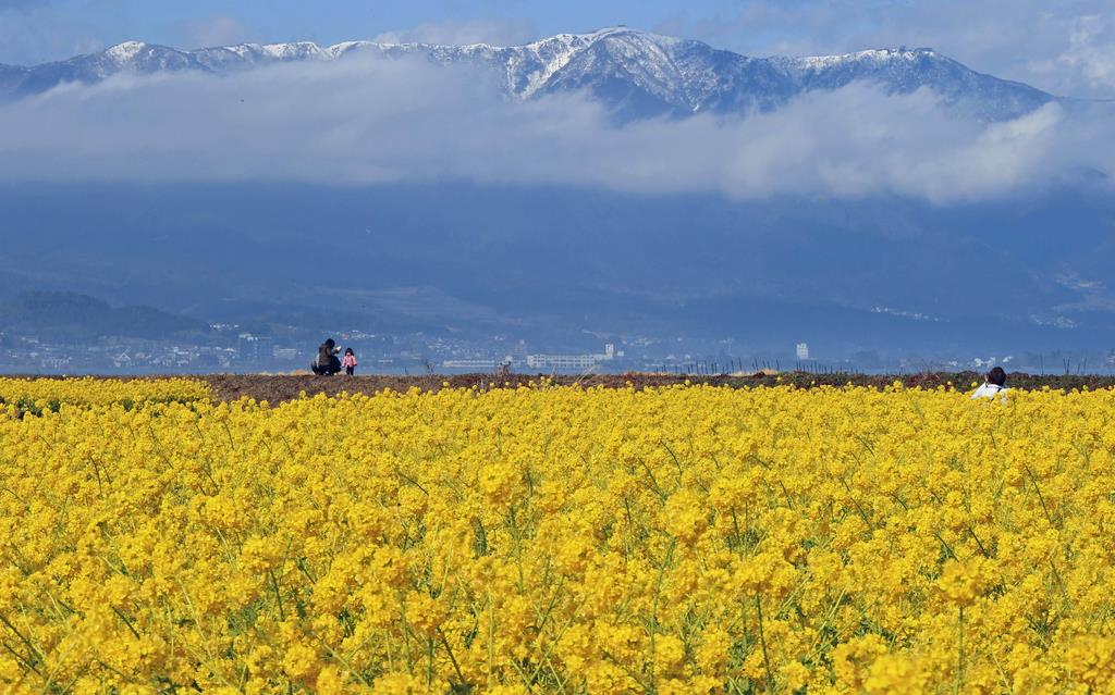 動画 早咲き菜の花 カンザキハナナ 満開 滋賀 守山で１万２０００本 産経ニュース