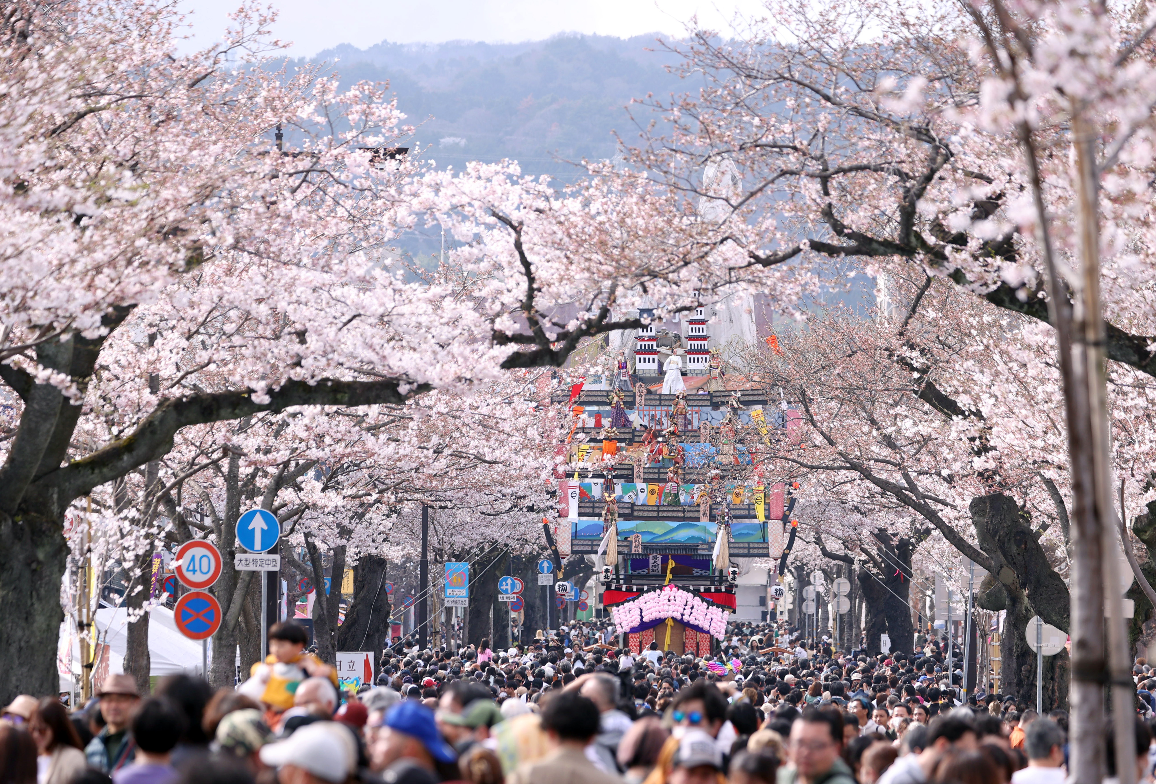 さくら様・専用！現地受取対象！ 5年ぶり、郷土芸能「日立風流物」と桜が“競演” 桜便り2024 - 産経