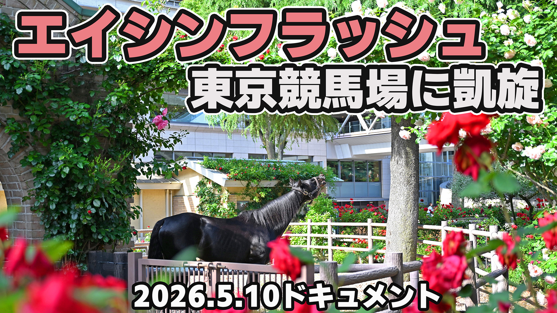 【エイシンフラッシュ】第77回日本ダービー(現地的中馬券) 日本ダービー馬エイシンフラッシュ 東京競馬場来場ドキュメント