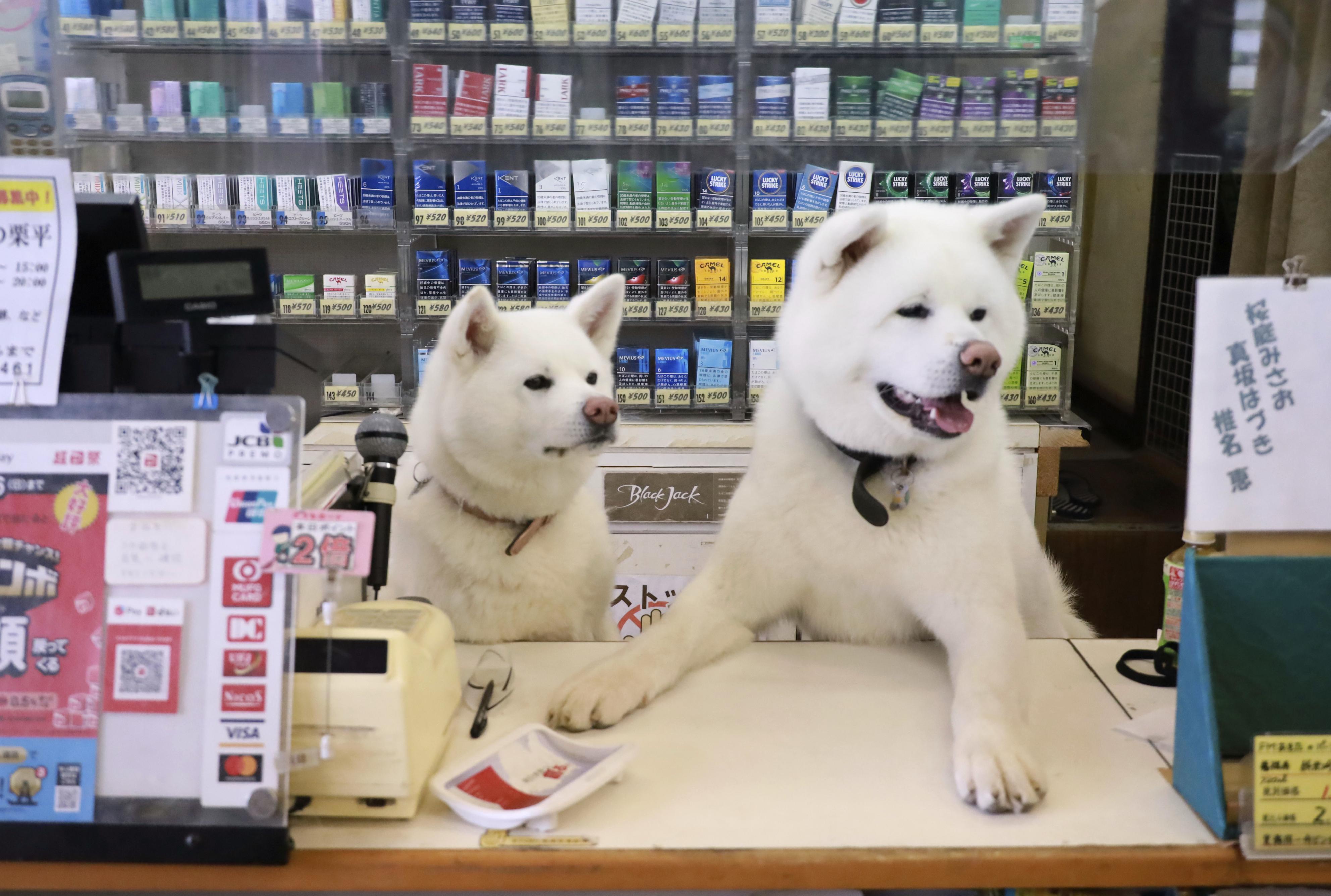 秋田の酒屋の〝看板犬〟 レジ打ちしぐさ話題に - 産経ニュース