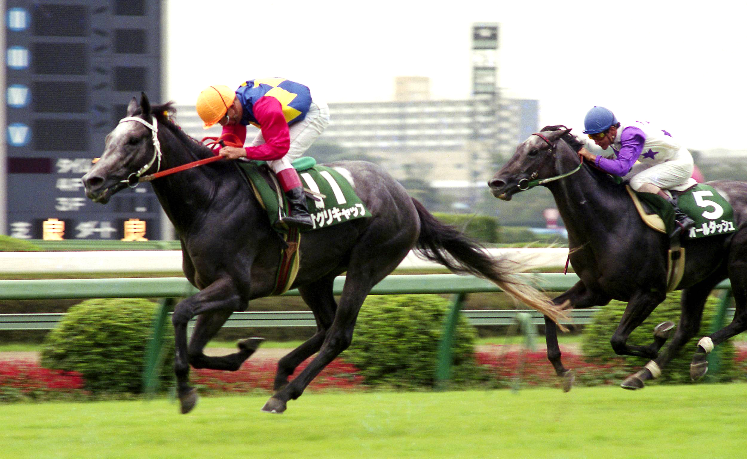 オグリキャップ―「怪物」の素顔 30年経て女性画家がスケッチ初公開