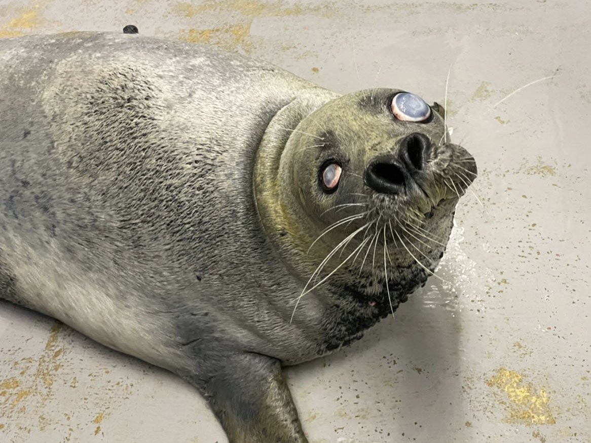 国内最高齢47歳、ゴマフアザラシ死ぬ 飼育員「感謝しかない」 新