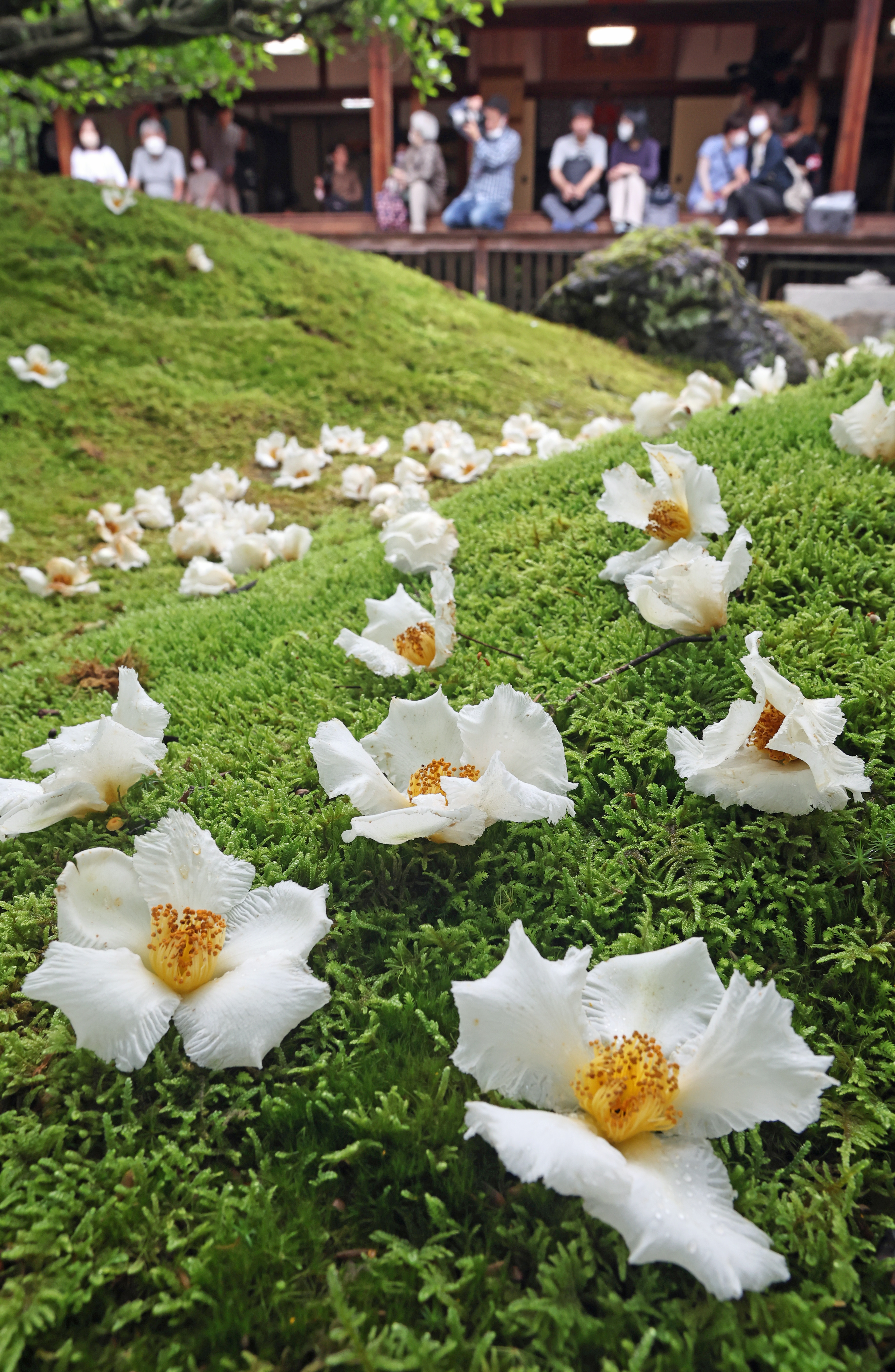 沙羅 の 花
