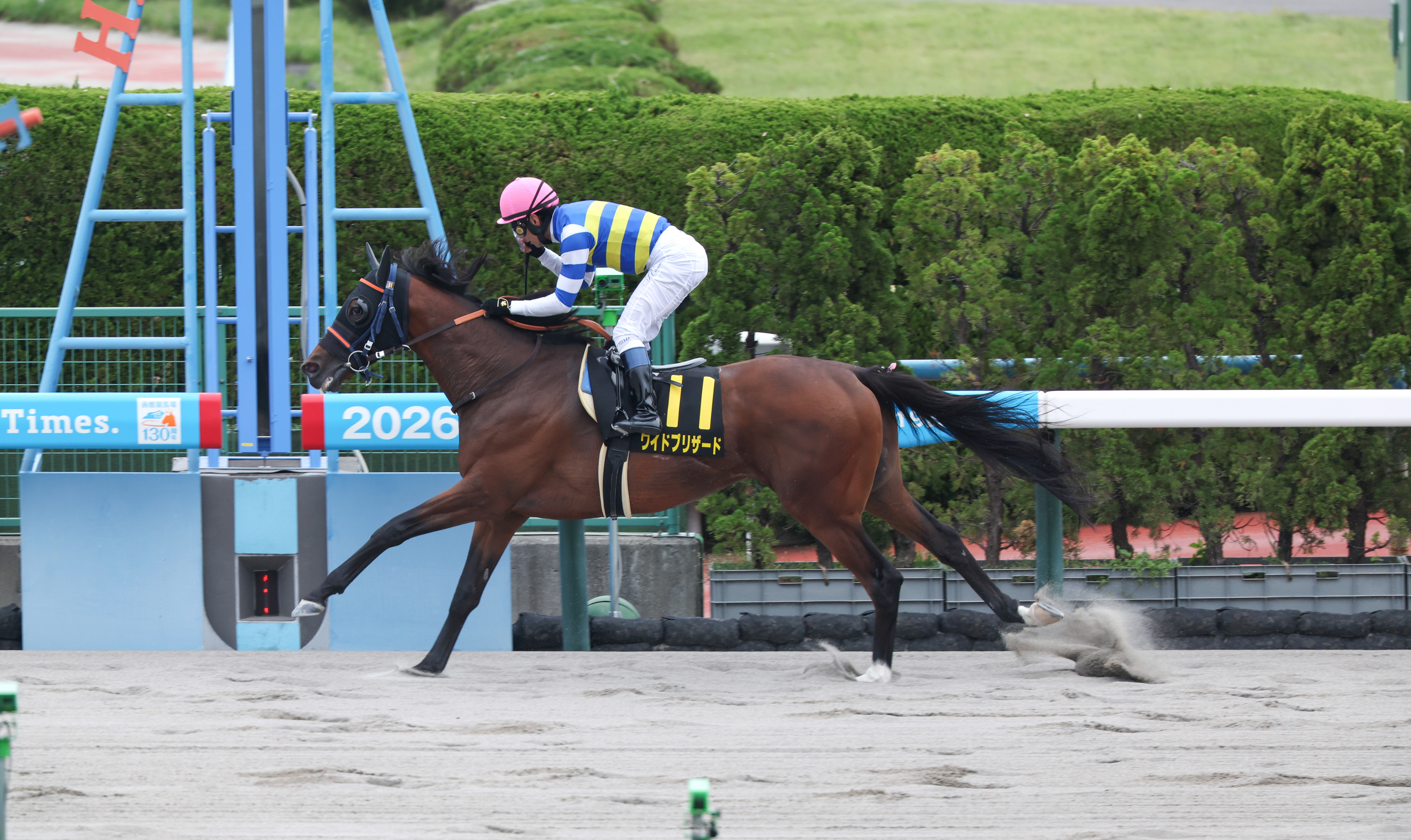 大沼S】果敢に逃げたワイドブリザードが4馬身差の圧勝 - サンスポZBAT!
