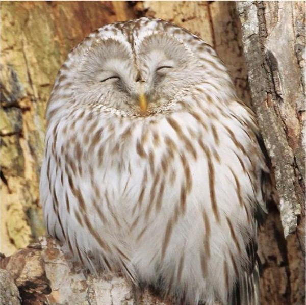 話題の写真集 この鳥は誰 さまざまな萌え顔が誘う野鳥の世界 鳥くん著 鳥の正面顔 産経ニュース