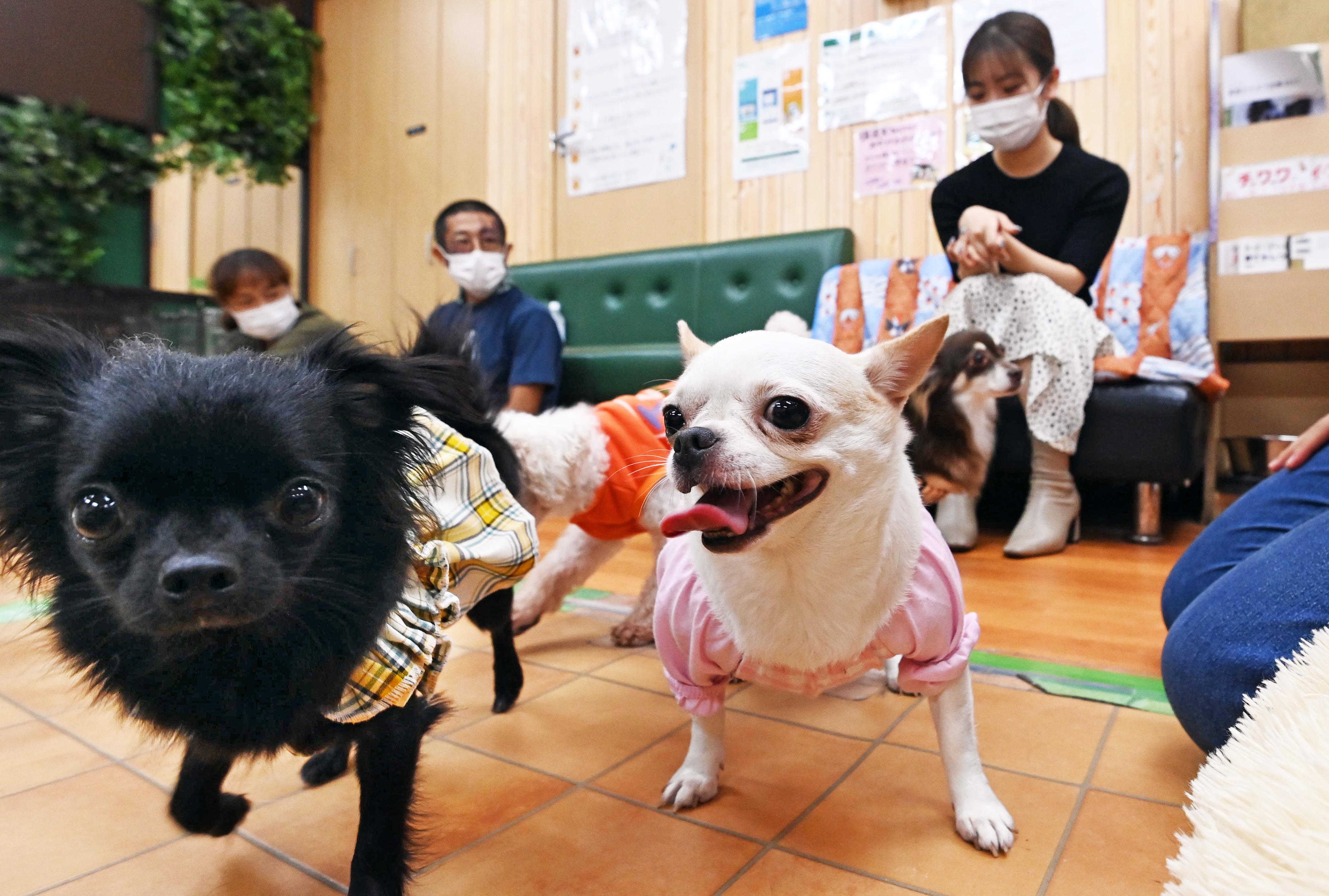 活写２０２１ 保護犬カフェ ともにいれば幸せ 産経ニュース