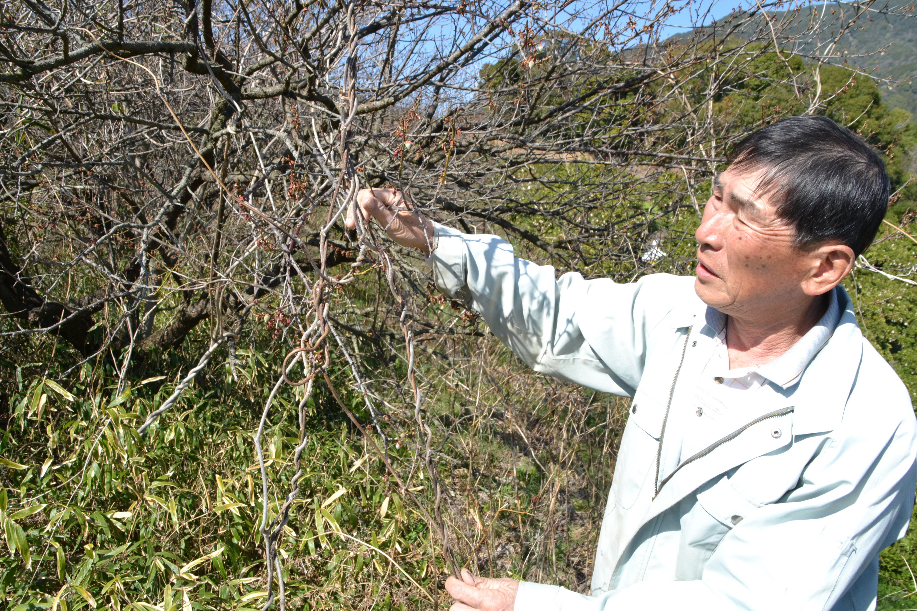 日本一の梅産地・和歌山 収穫面積8年連続減少の異変 - 産経ニュース