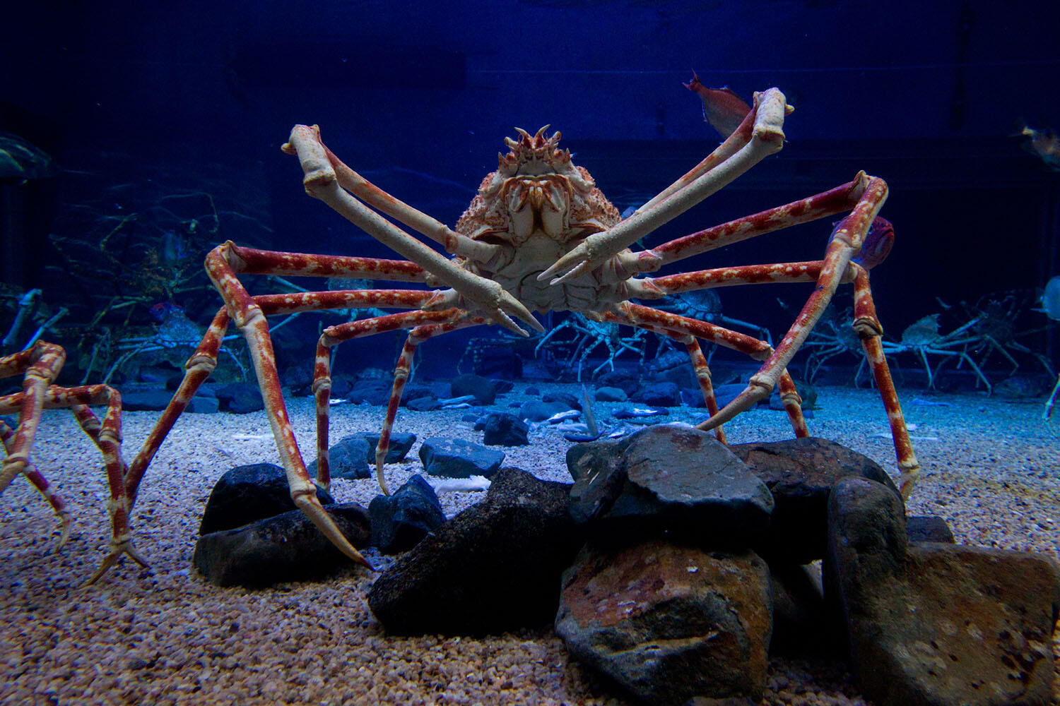 大人の千分の1の大きさ、タカアシガニの赤ちゃんの展示始まる 大阪・海