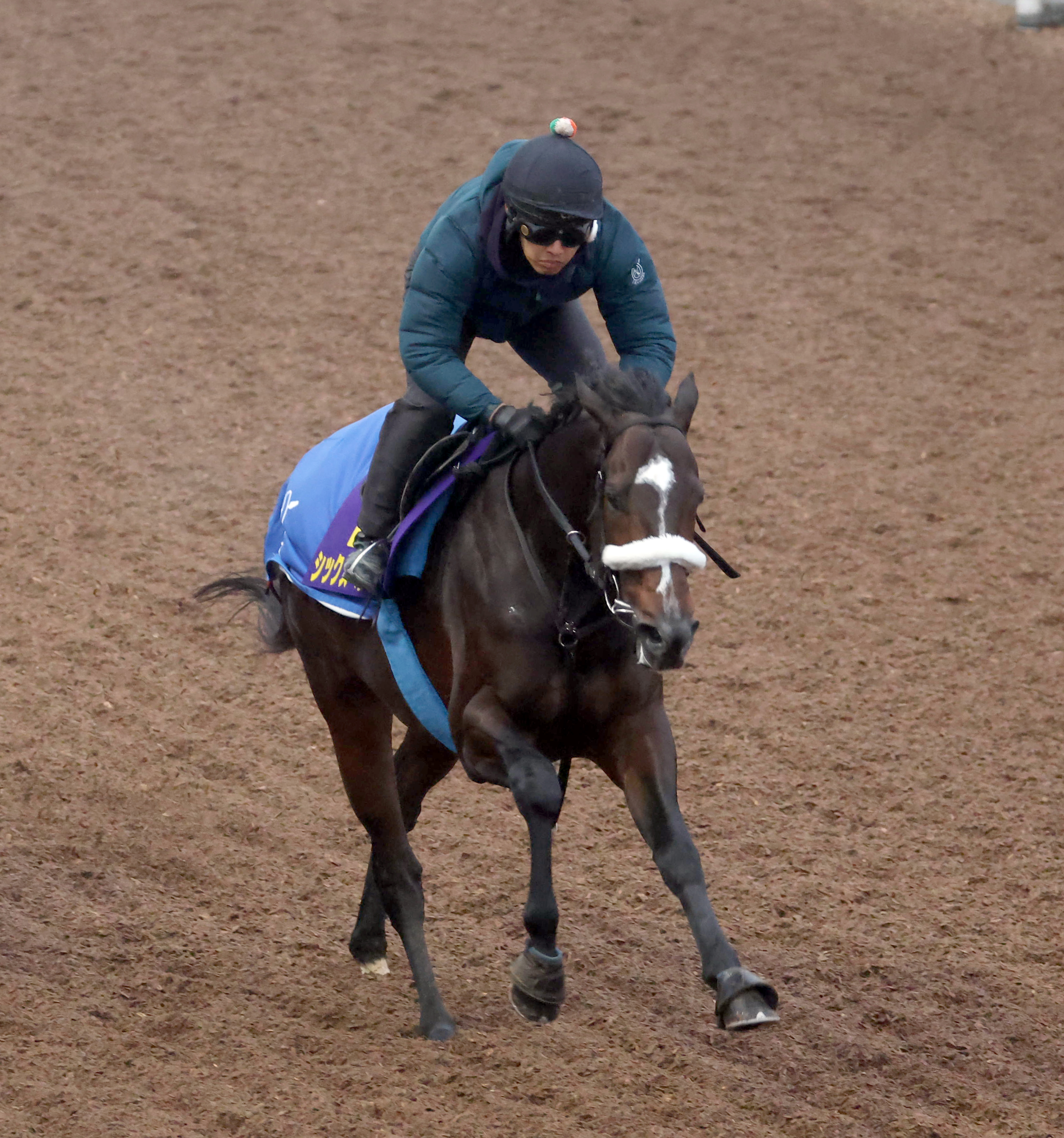 チャンピオンズC 追い切り】シックスペンスは坂路で52秒1 国枝師「動き