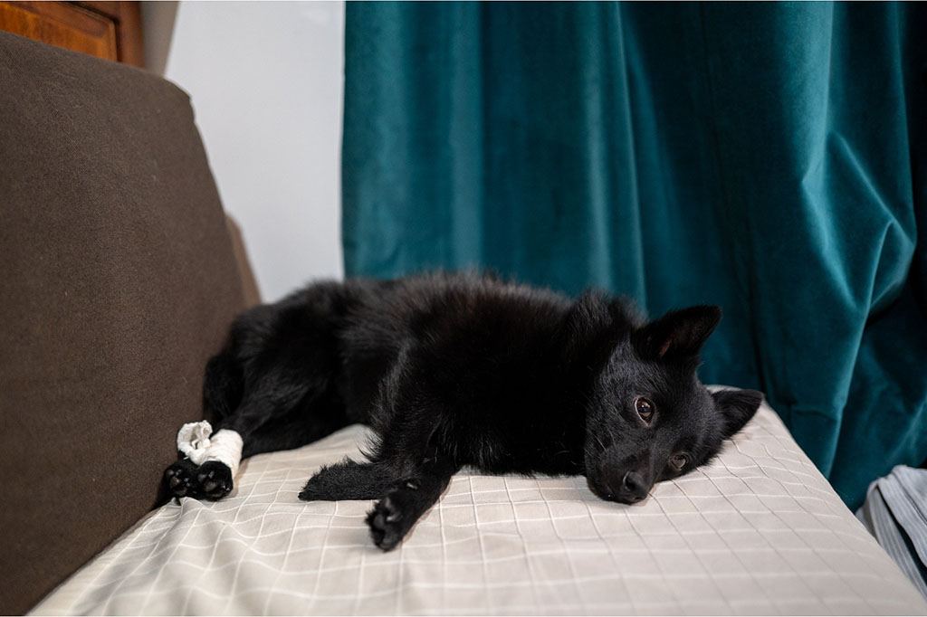 黒犬と、夏の終わりのご近所散歩 - イザ！