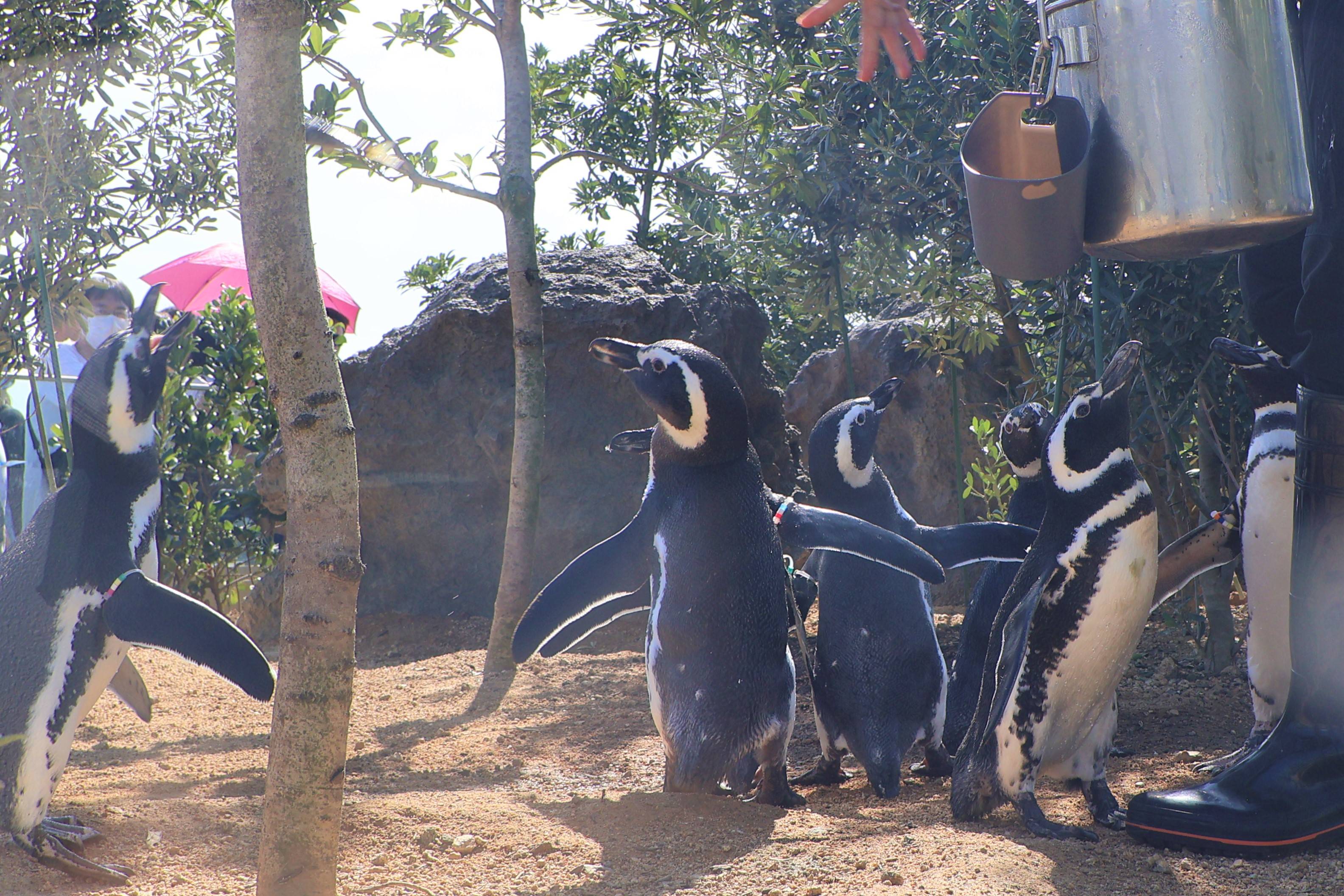ラピスラズリ 銀のコートを着たペンギン ペン銀