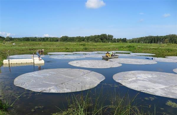 クローズアップ科学】湖のアオコは日差しを遮ると増える？ 予想外の