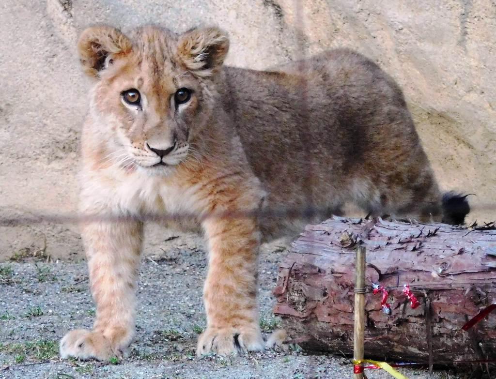 フォトギャラリー】赤ちゃんライオン公開 八木山動物公園 - 産経ニュース