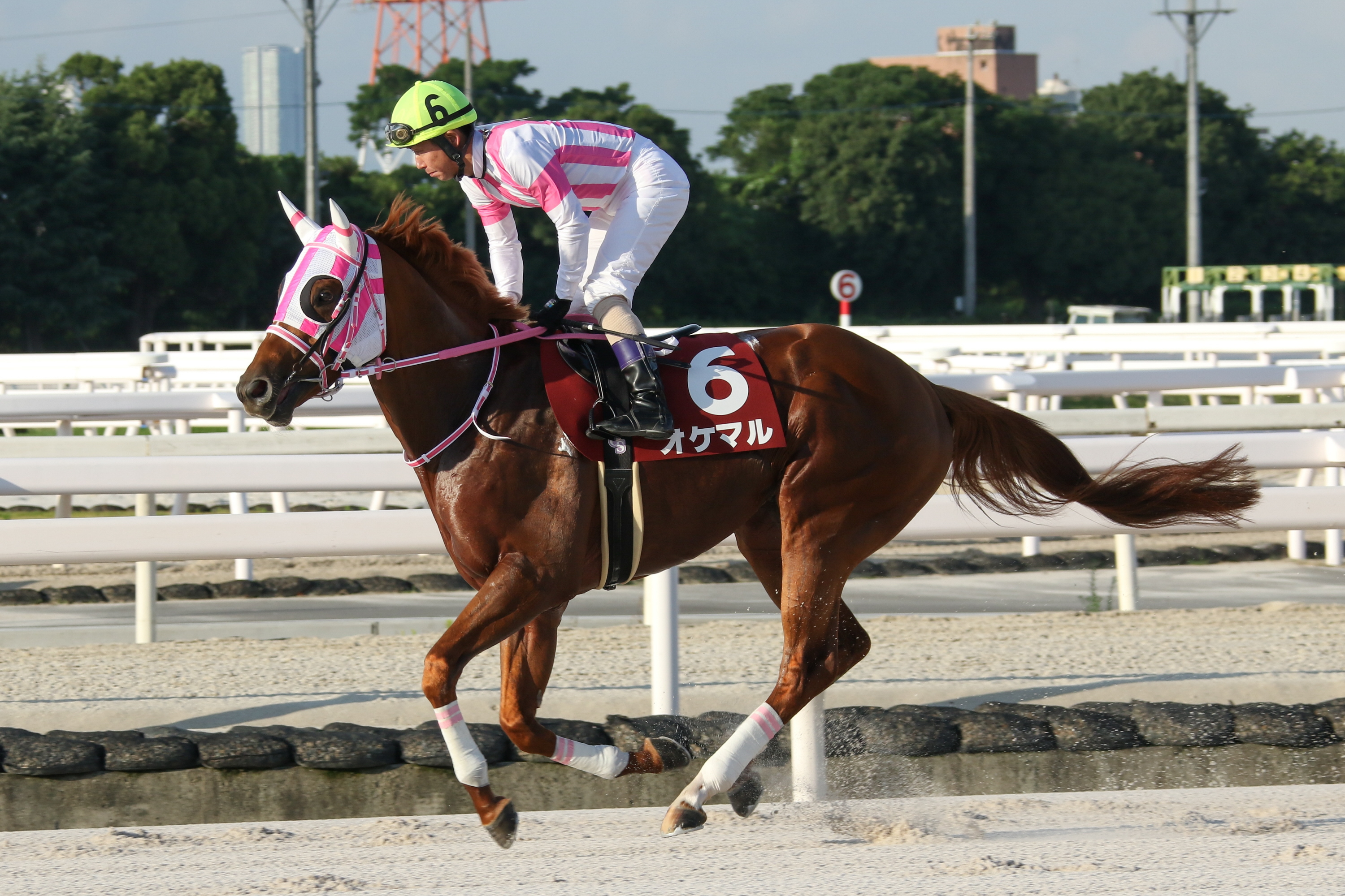 名古屋大賞典】無敗で園田3冠制覇のオケマルが出走取消 馬房内で脚を