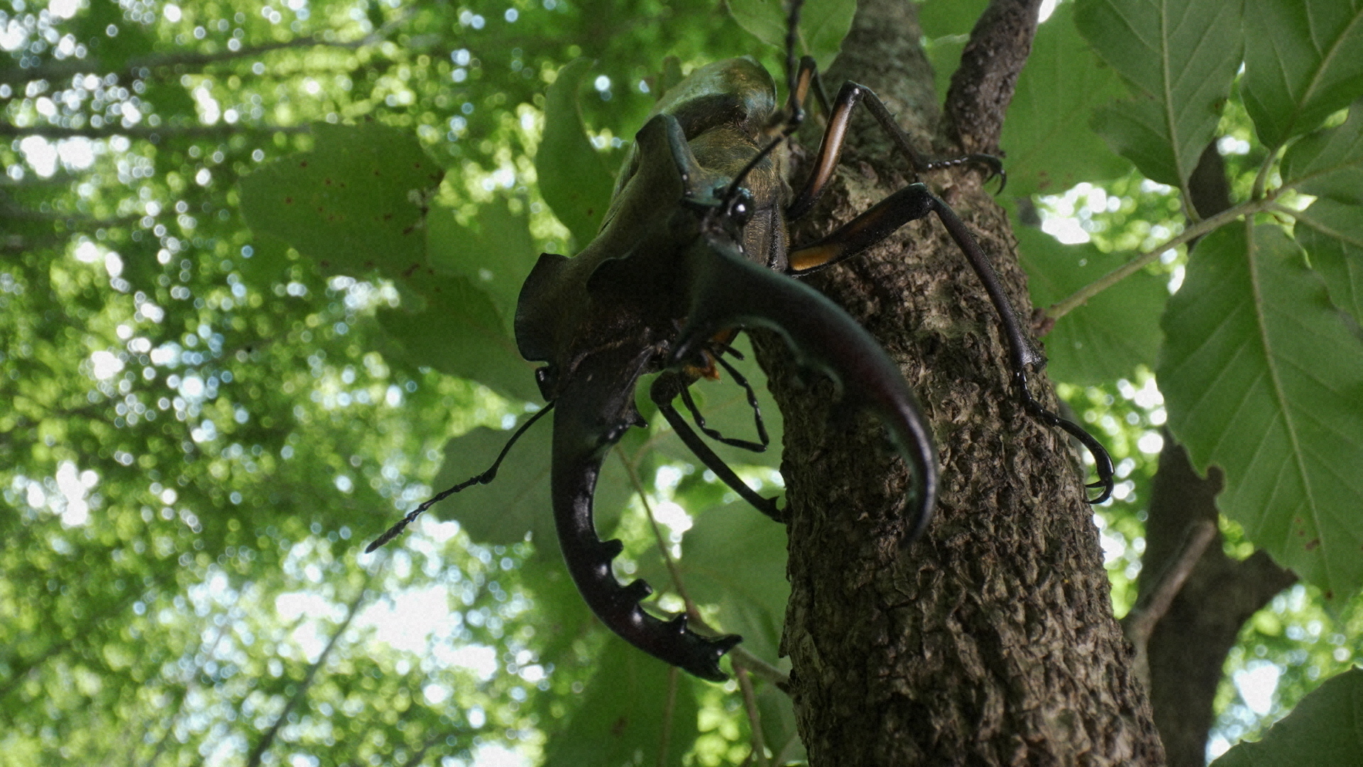 ダーウィンが来た！」どれが最強？ クワガタ列島大調査＜7月16日放送