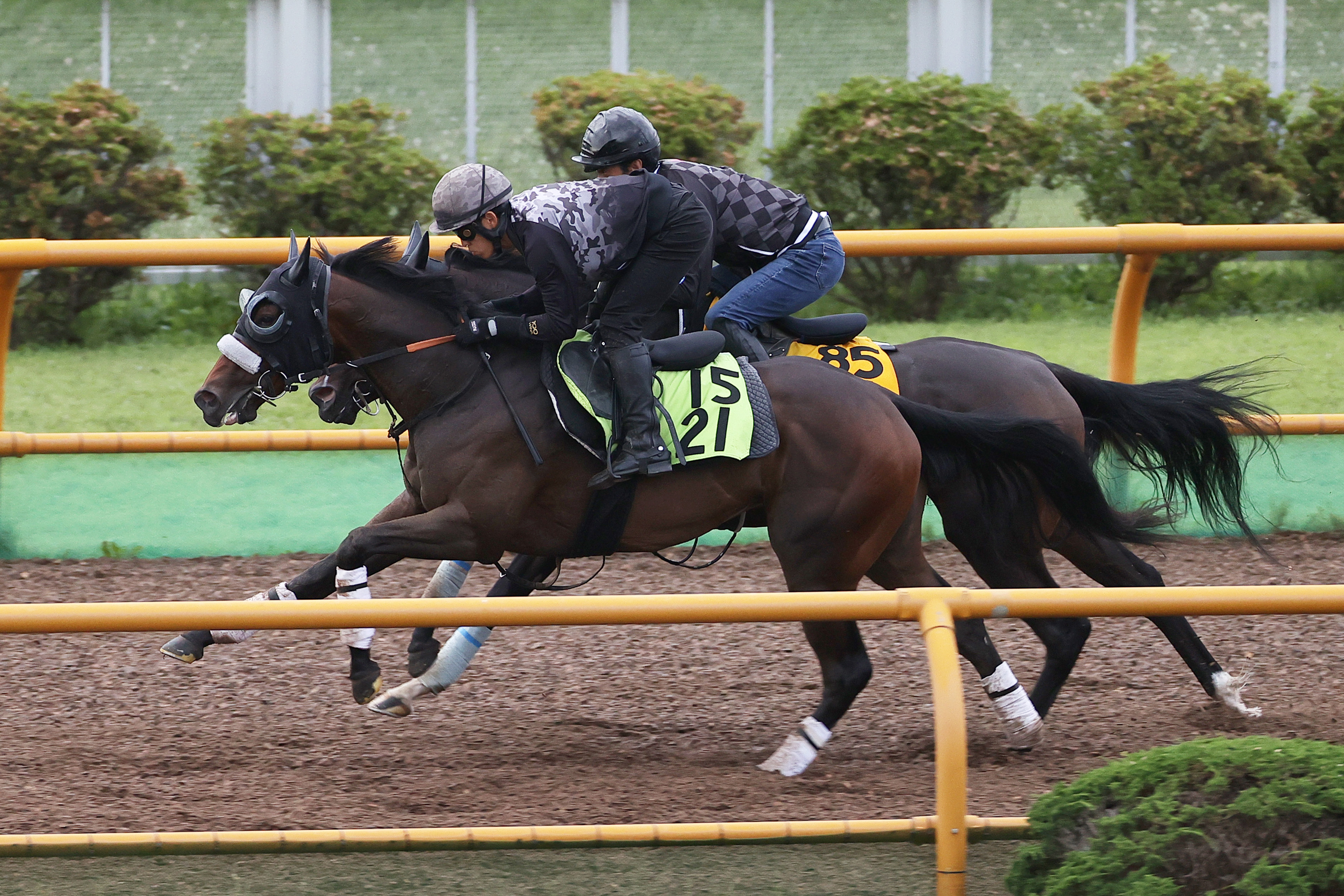 【当選品】函館競馬場　函館2歳S　レプリカゼッケン　ラインパシオン　大江原比呂 函館2歳S】初陣で函館芝1000メートルをレコード勝ち カイショー