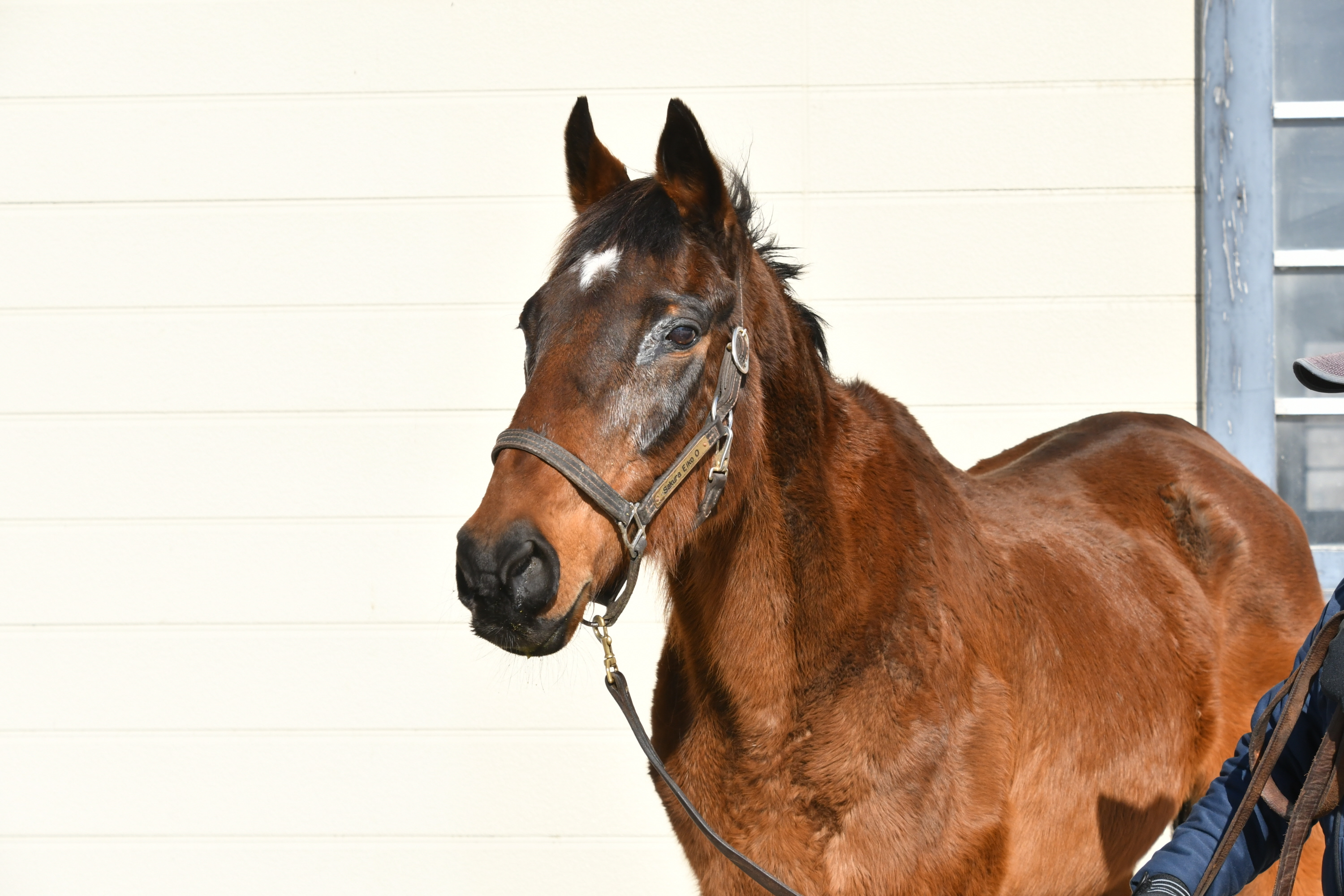 最高齢ＪＲＡ重賞勝ち馬サクラエイコウオー死す 昨年１２月に３２歳で