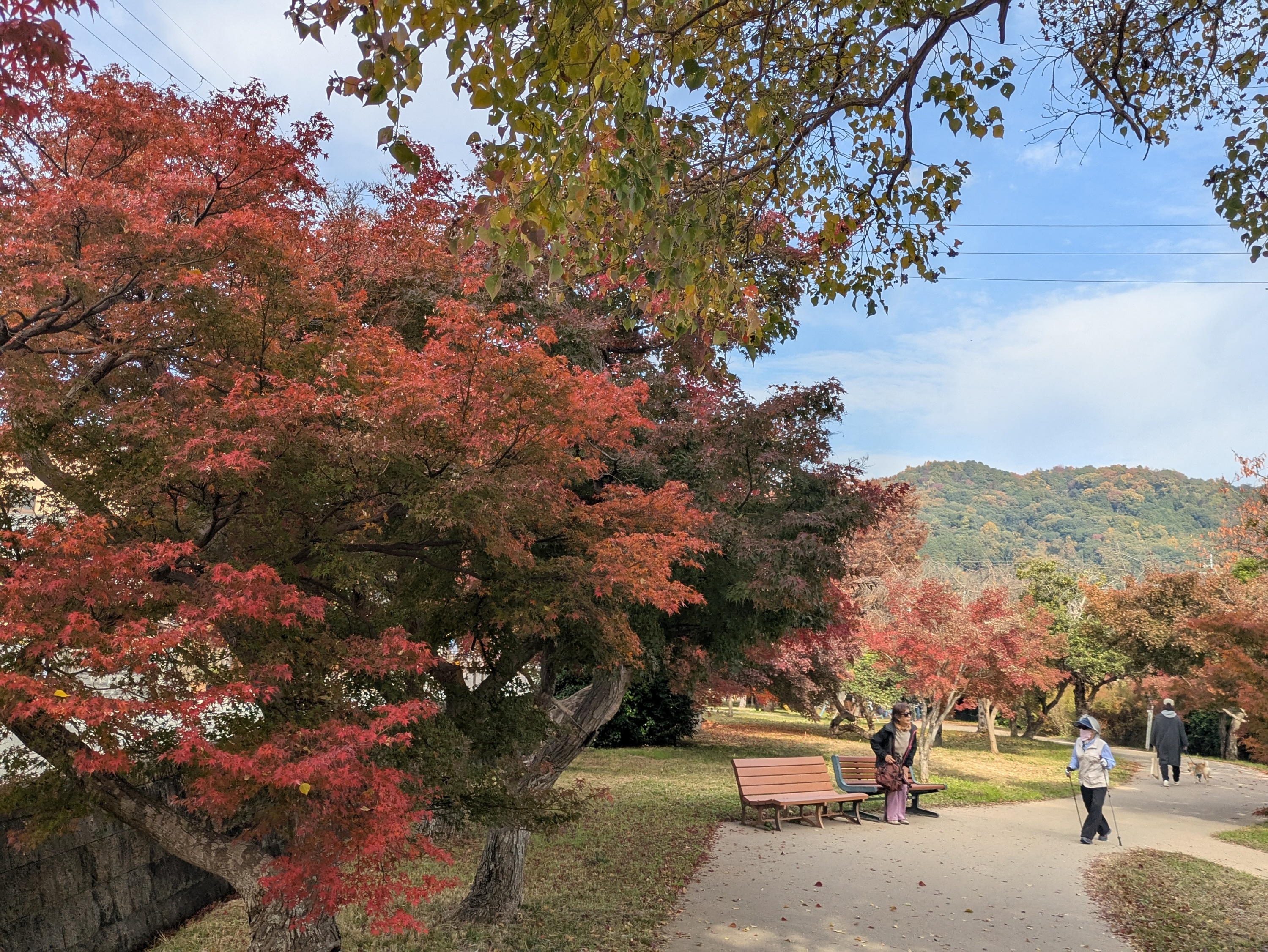 百人一首に詠まれた紅葉の名所「竜田川」沿いに広がる奈良・竜田公園