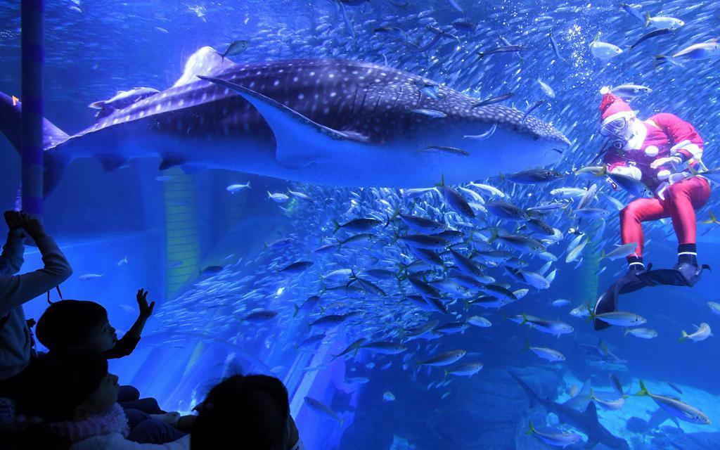 サンタ姿のダイバーが水中ショー 「大きい」「きれい」来館者ら歓声