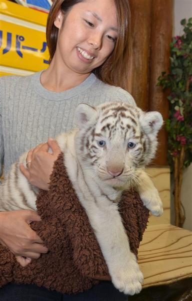 ホワイトタイガーの赤ちゃん 双子の ルナ と アル 群馬サファリパークで公開 記念撮影もできます 産経ニュース