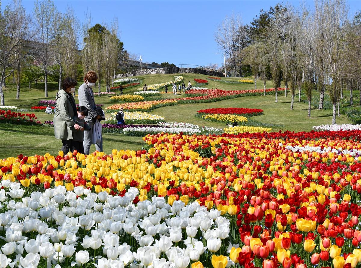 １００種２０万本のチューリップ見頃 淡路島明石海峡公園 産経ニュース