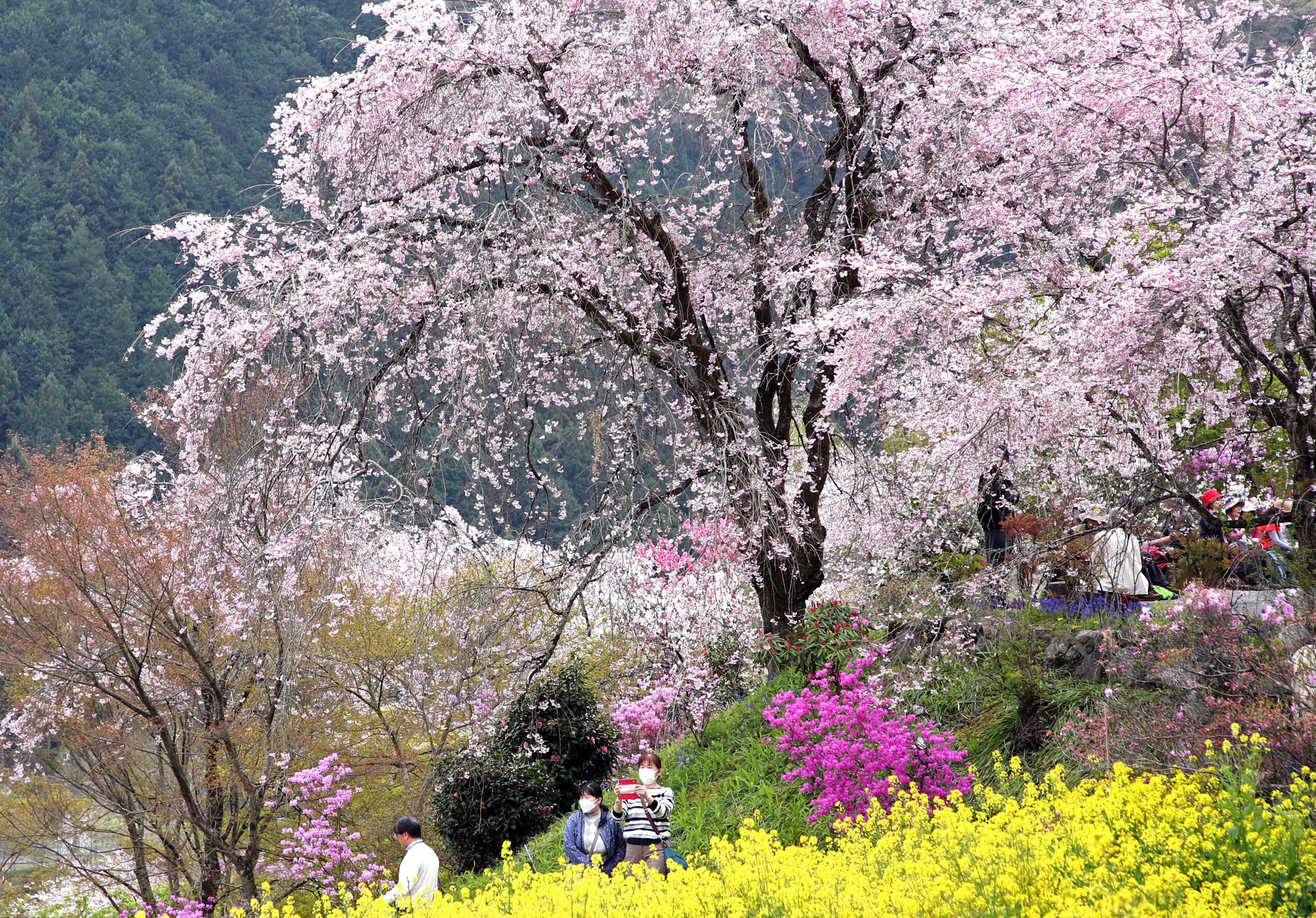 日本歳時記】ピンク、黄色…里山は春爛漫 東京・あきるの市 - 産経ニュース