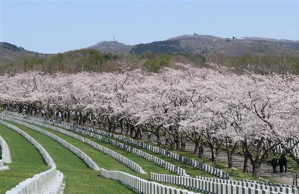 ソメイヨシノ北限の地でピンクのトンネル 北海道 石狩の戸田記念墓地公園 産経ニュース