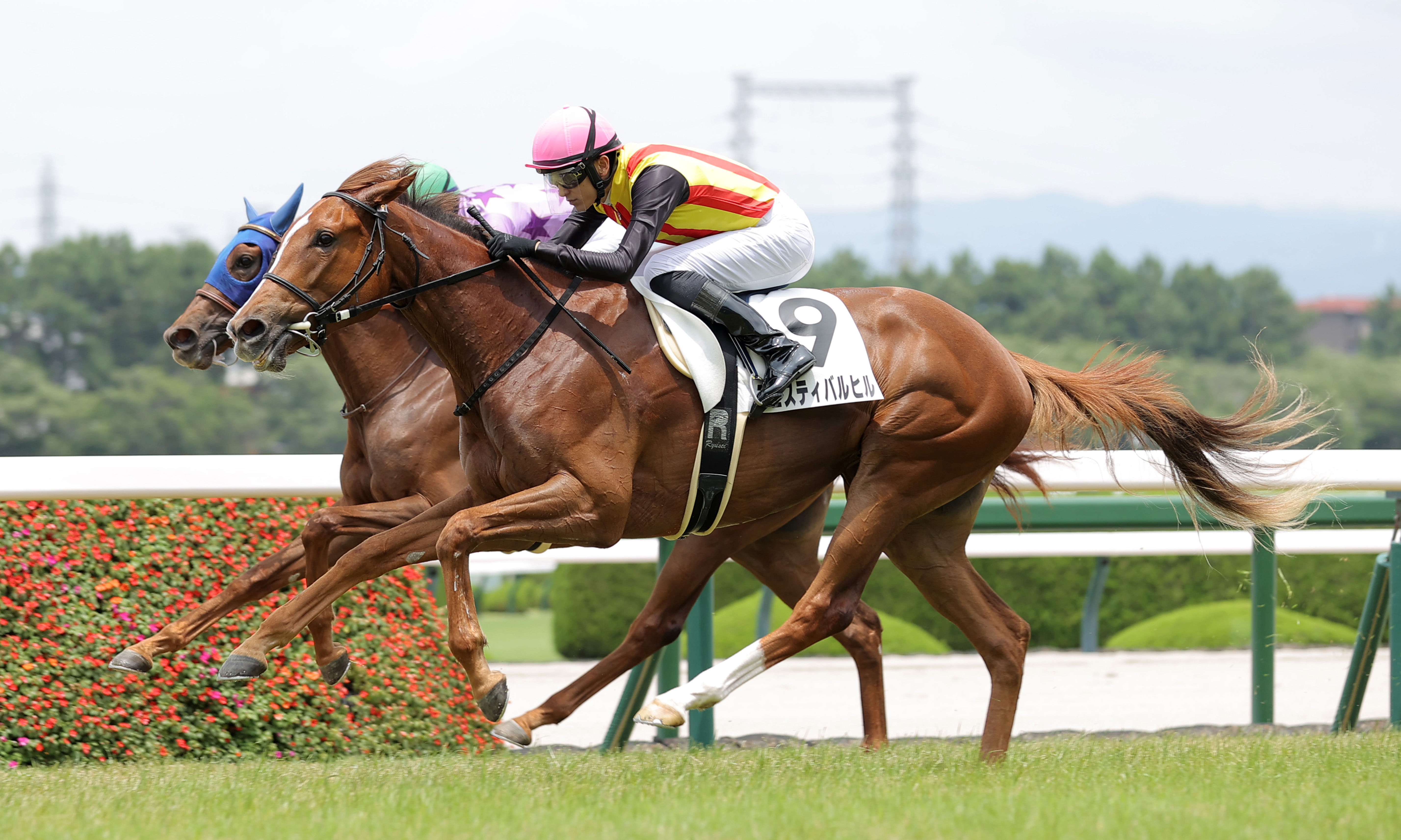 新潟2歳S】世代最初のマイル重賞にフェスティバルヒルなど11頭が登録