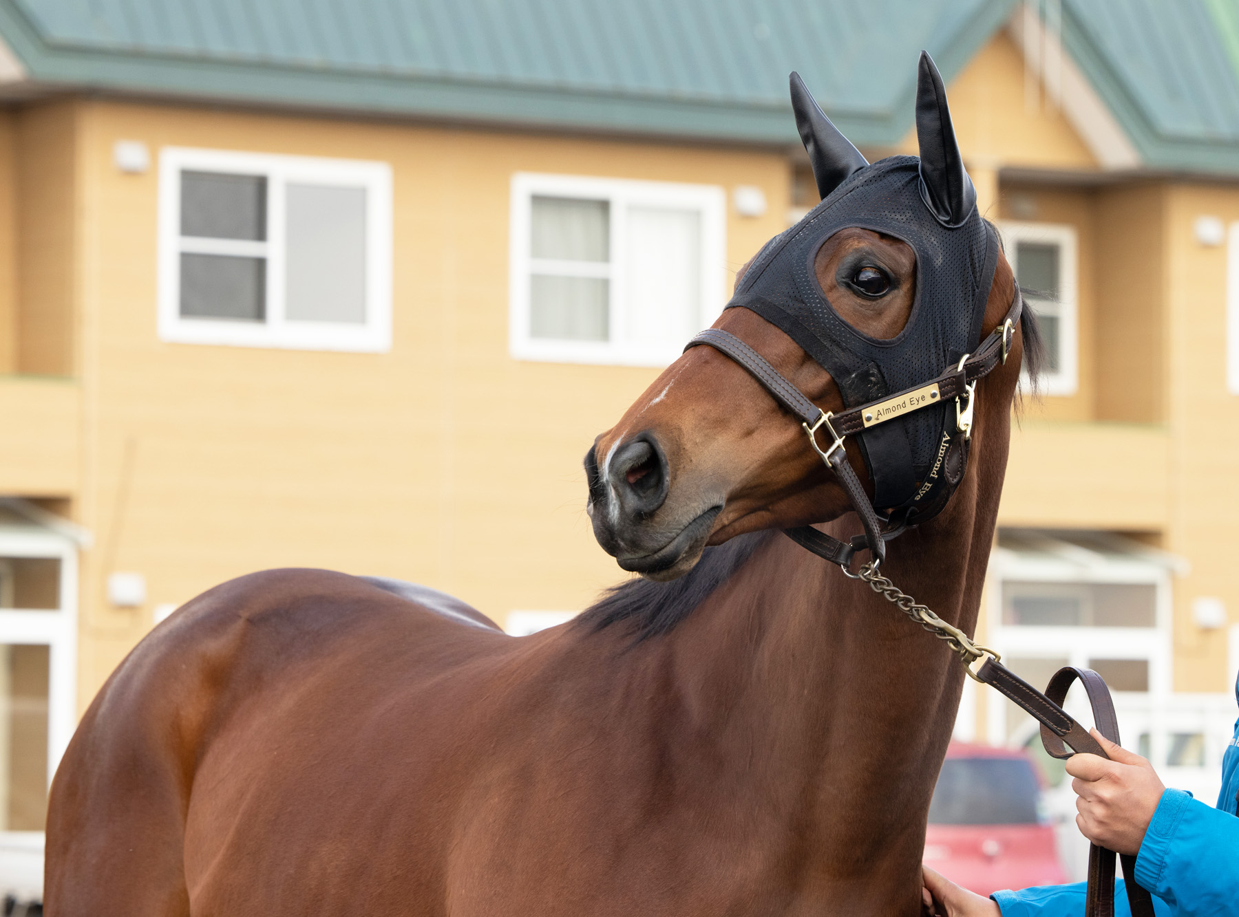 アーモンドアイ初子の馬名はアロンズロッド 母と同じ国枝厩舎へ
