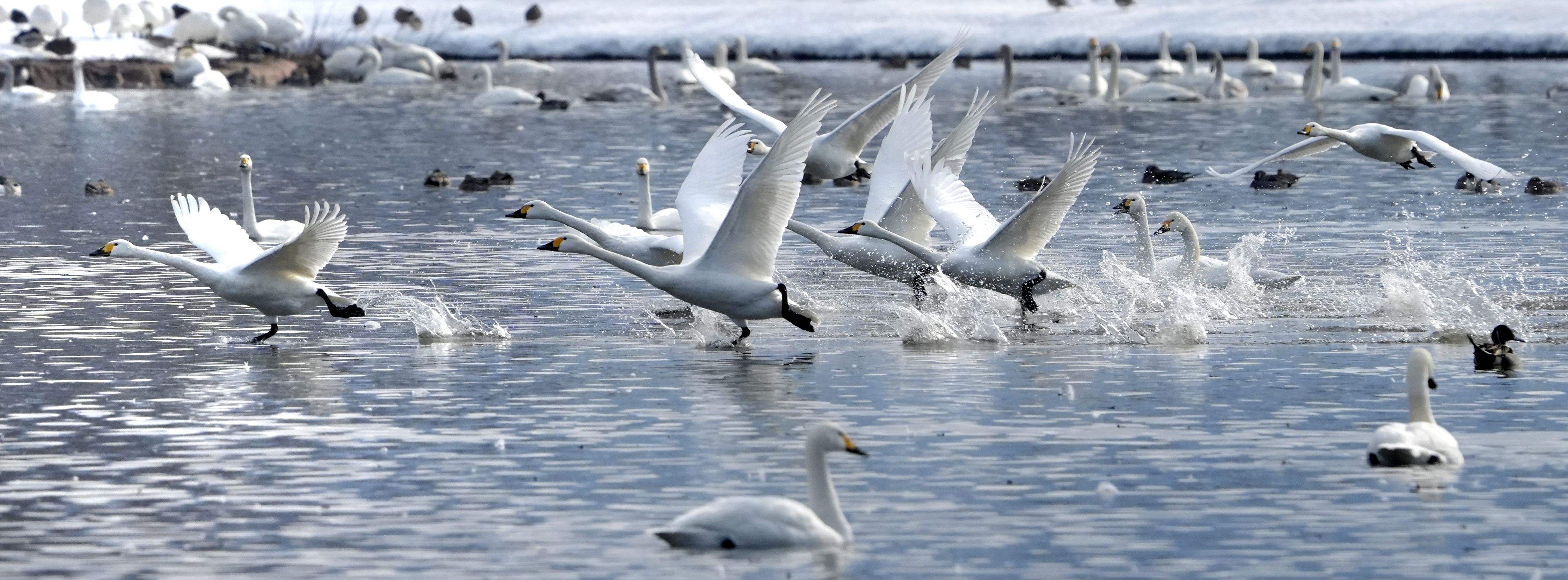 瓢湖と白鳥 瓢湖水きん公園｜新潟の観光スポット｜【公式】新潟県のおすすめ観光